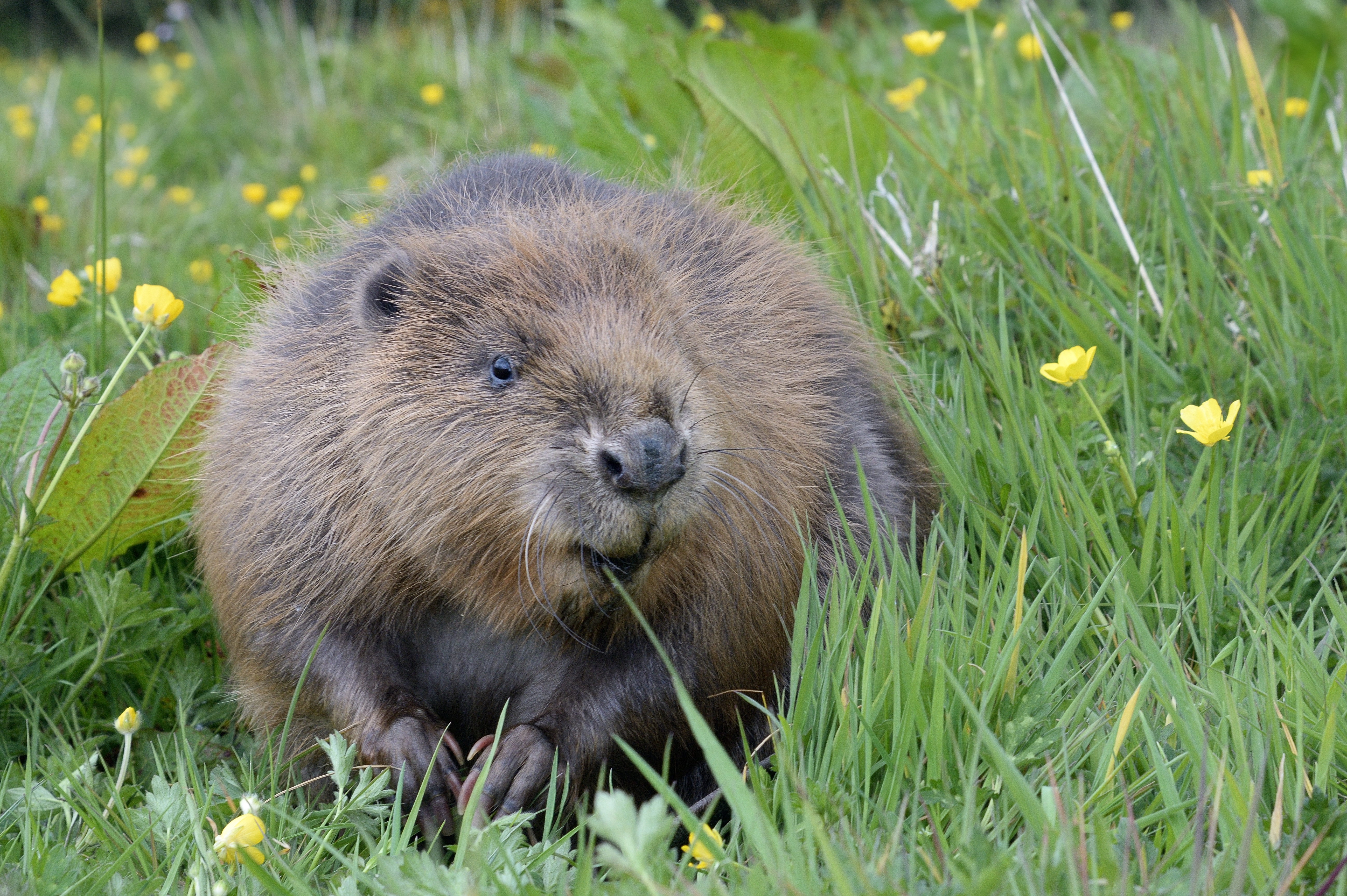 Beaver