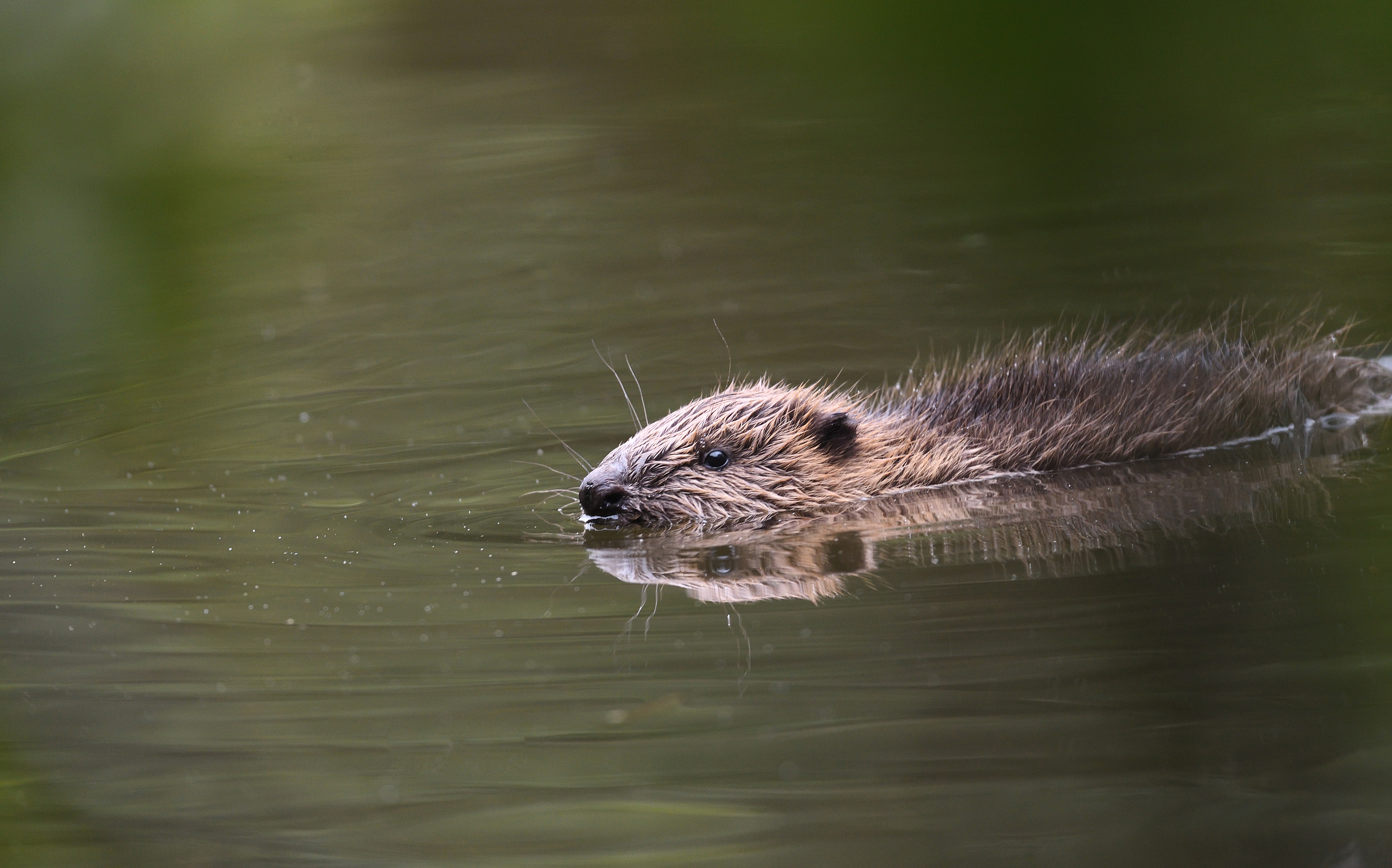 Beaver swimming