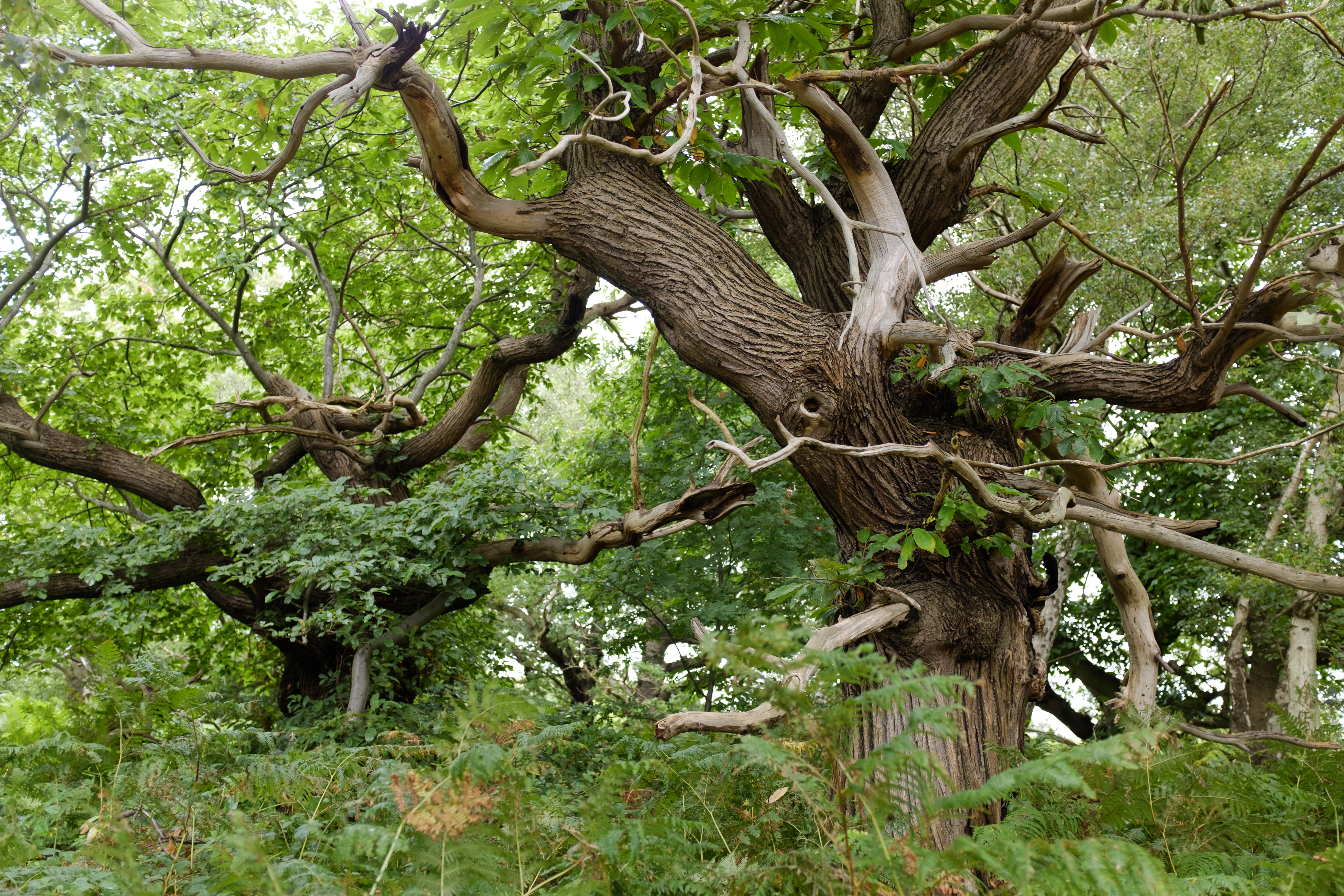 Tree in Shorne Wood