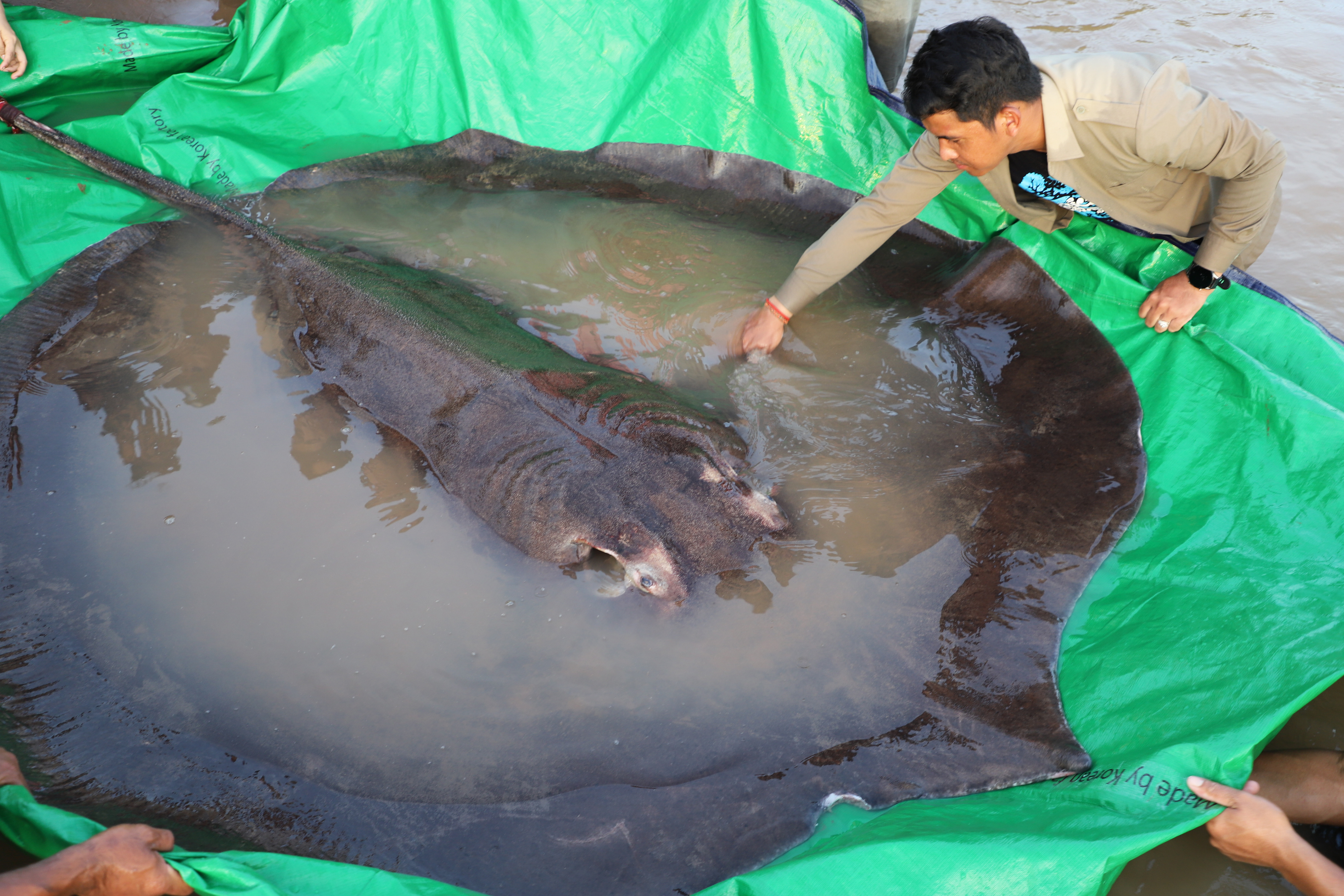 A man touches a giant freshwater stingray before it was released back into the Mekong River in the north-eastern province of Stung Treng, Cambodia