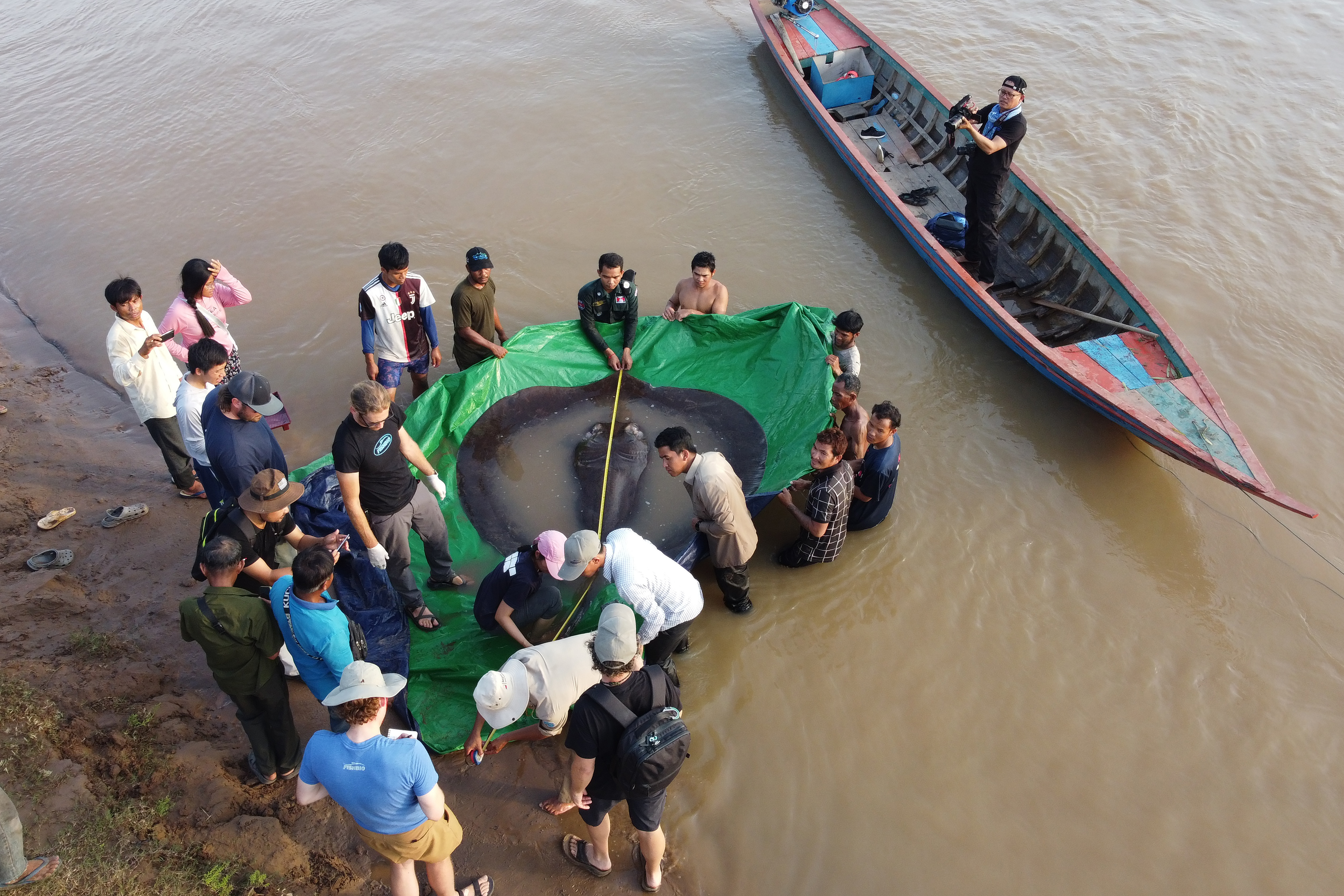 A team of Cambodian and American scientists and researchers, along with Fisheries Administration officials, measure the length of a giant freshwater stingray from snout to tail before being released back into the Mekong River in the north-eastern province of Stung Treng, Cambodia 