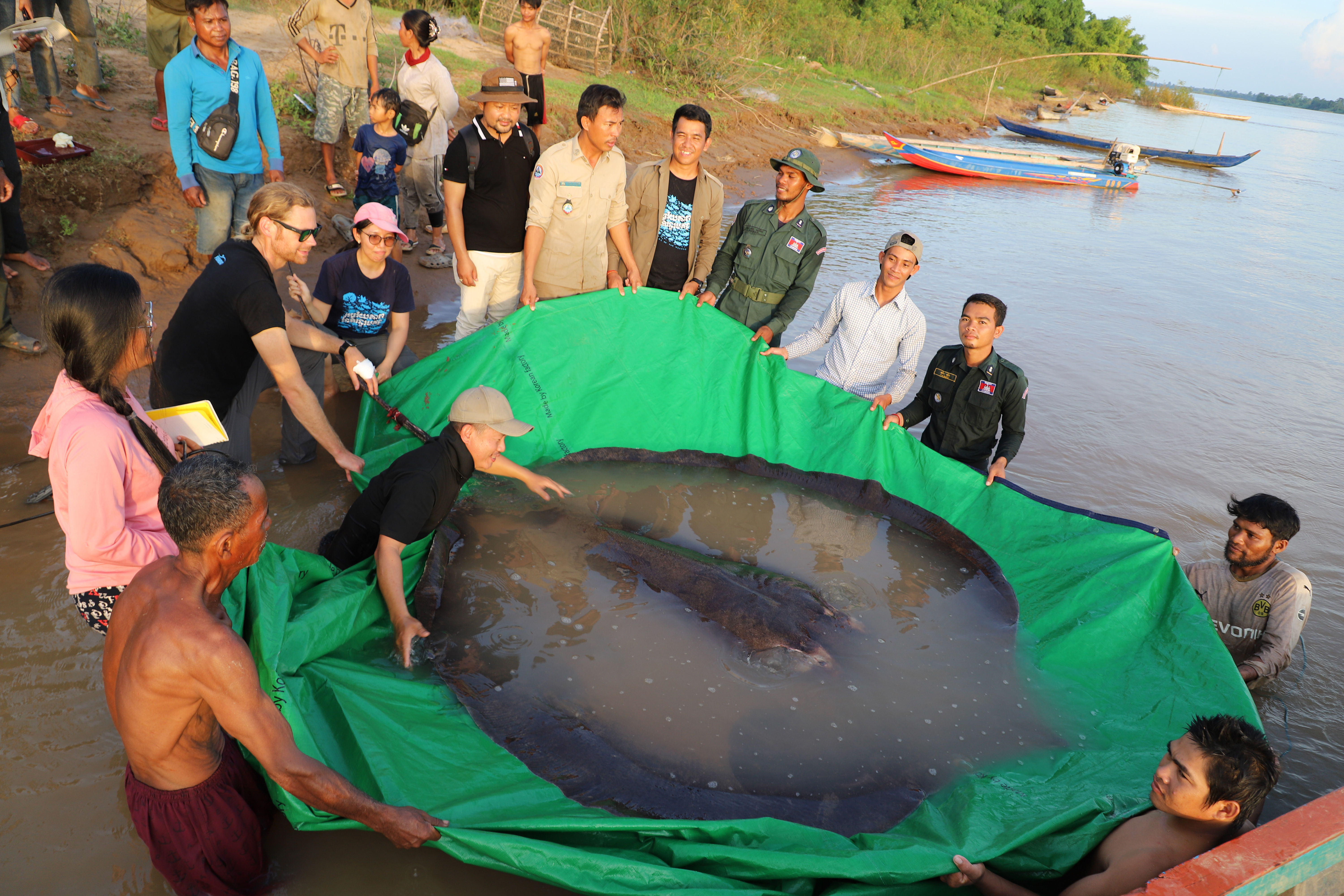 A team of Cambodian and American scientists and researchers, along with Fisheries Administration officials, prepares to release a giant freshwater stingray back into the Mekong River in the north-eastern province of Stung Treng, Cambodia