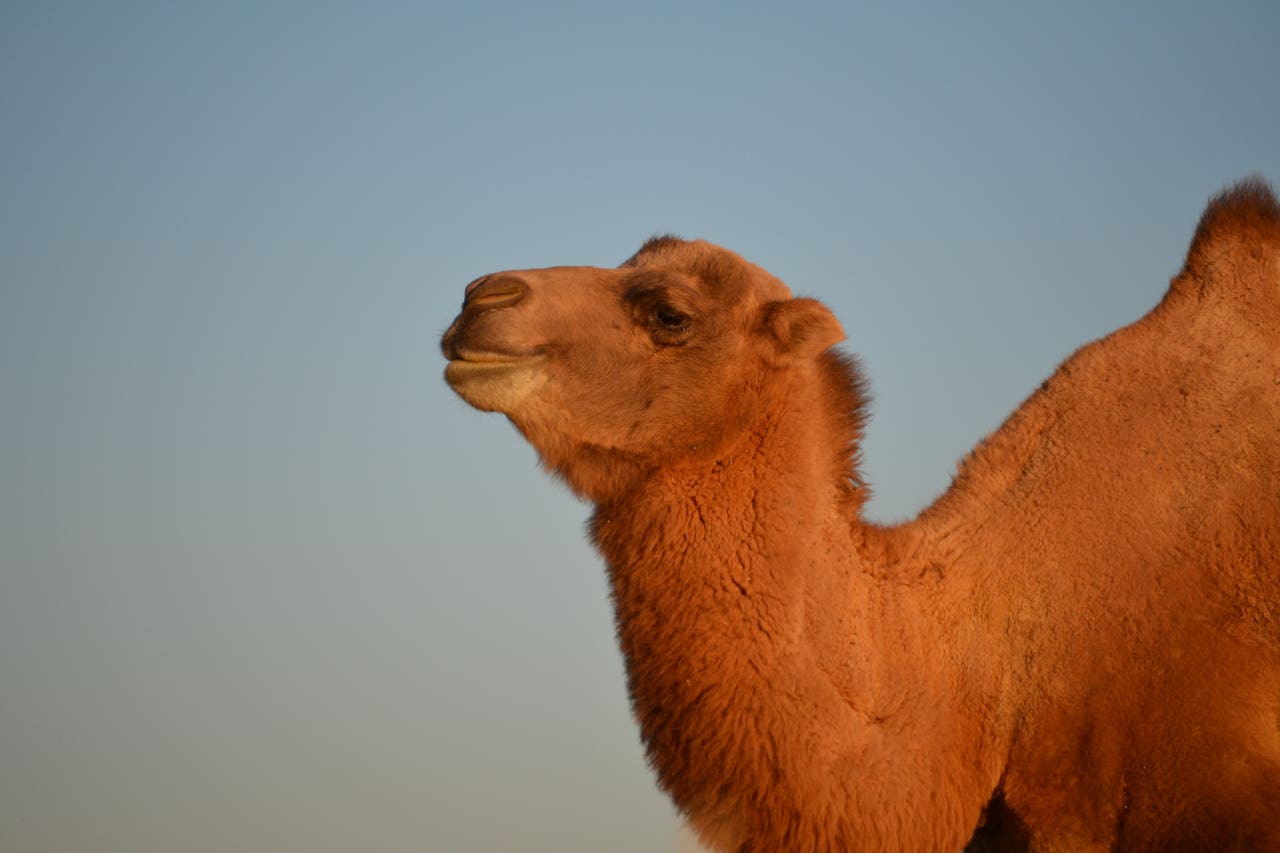 That’s not my name: confusing wild and Bactrian camels ‘masks