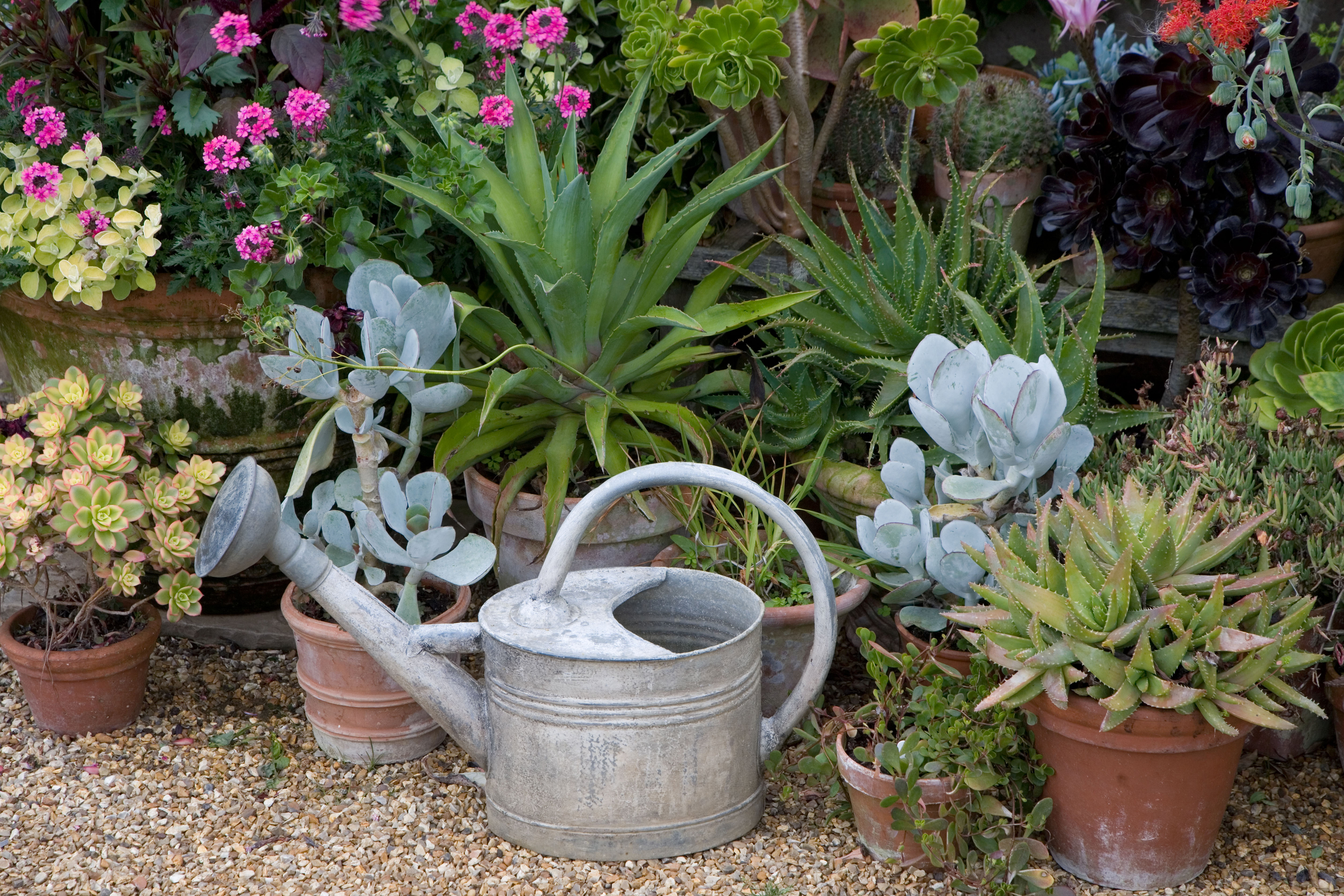 Pots of plants with a watering can in front (Alamy/PA)