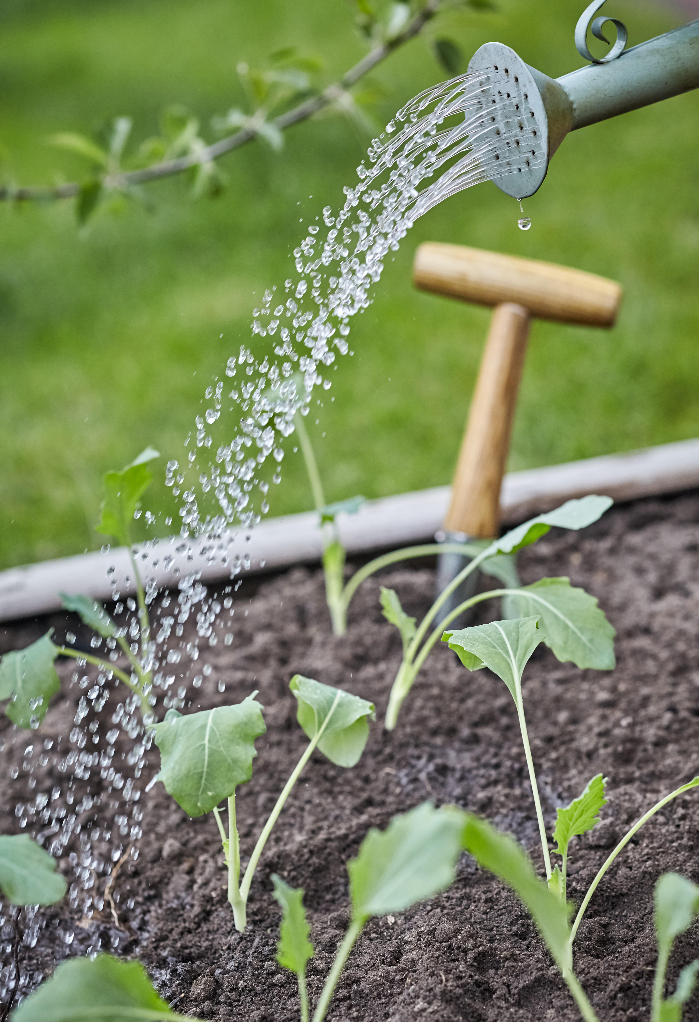 Seedlings being watered (Alamy/PA)