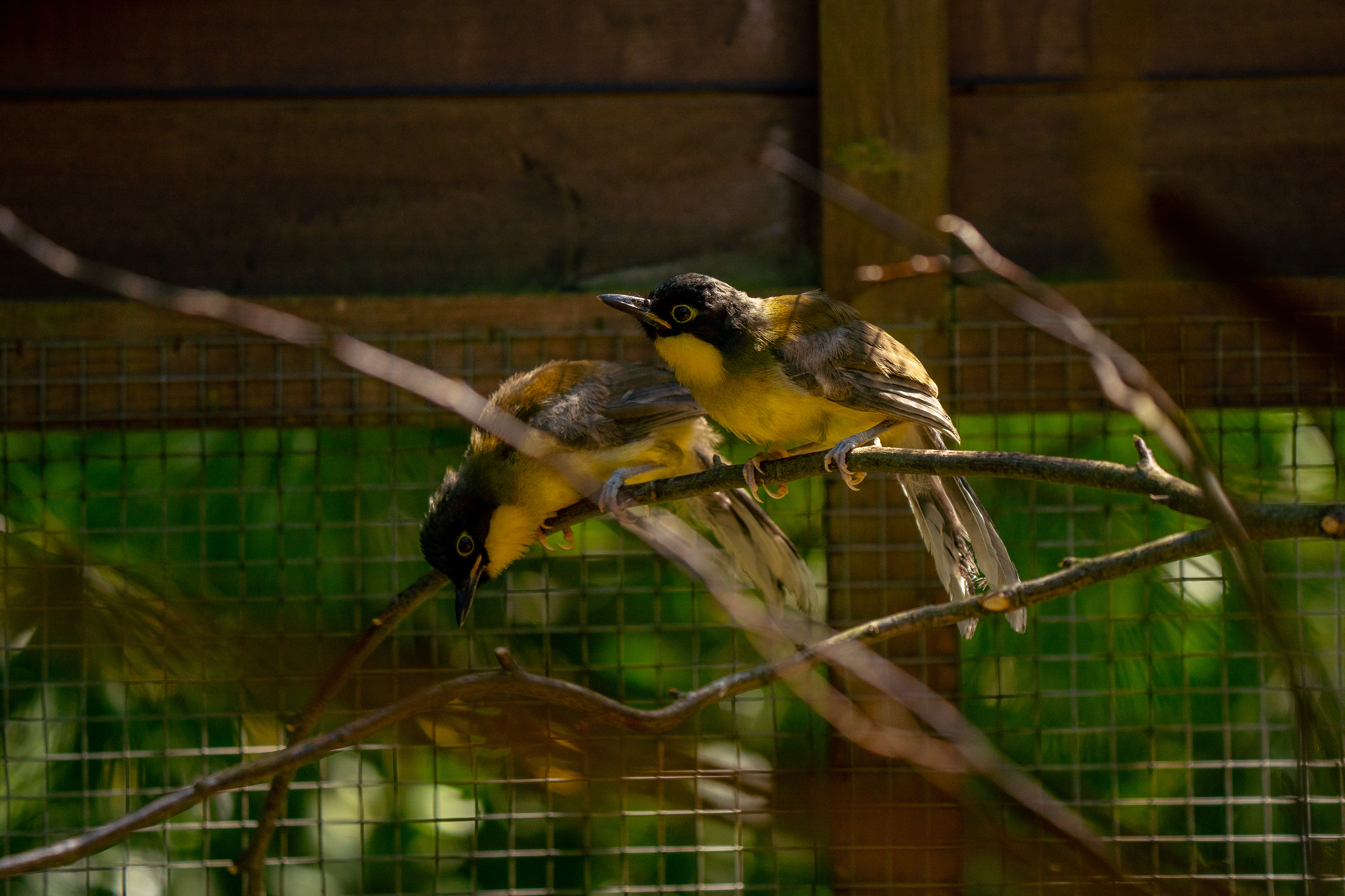 blue crowned laughing thrush chicks in the fledgling aviary 