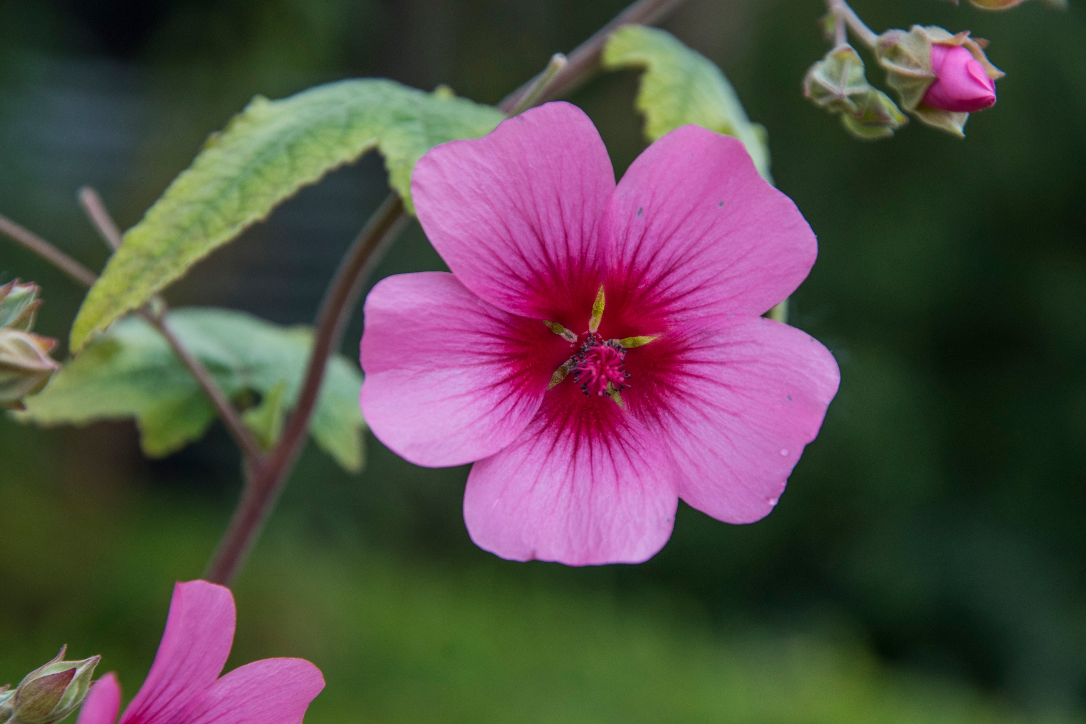 Anisodontea 'El Rayo' (Tim Sandall/RHS/PA)