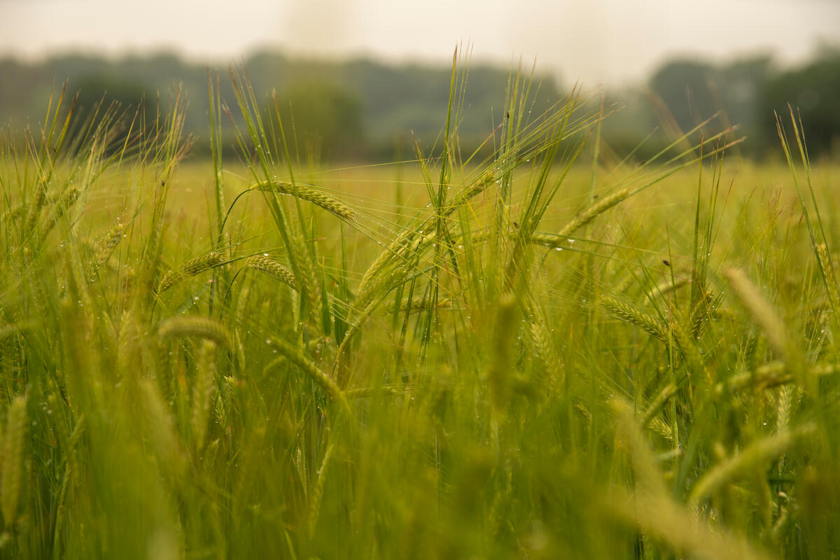 Barley crop in Norfolk, UK (Joseph Gray/WWF-UK/PA)