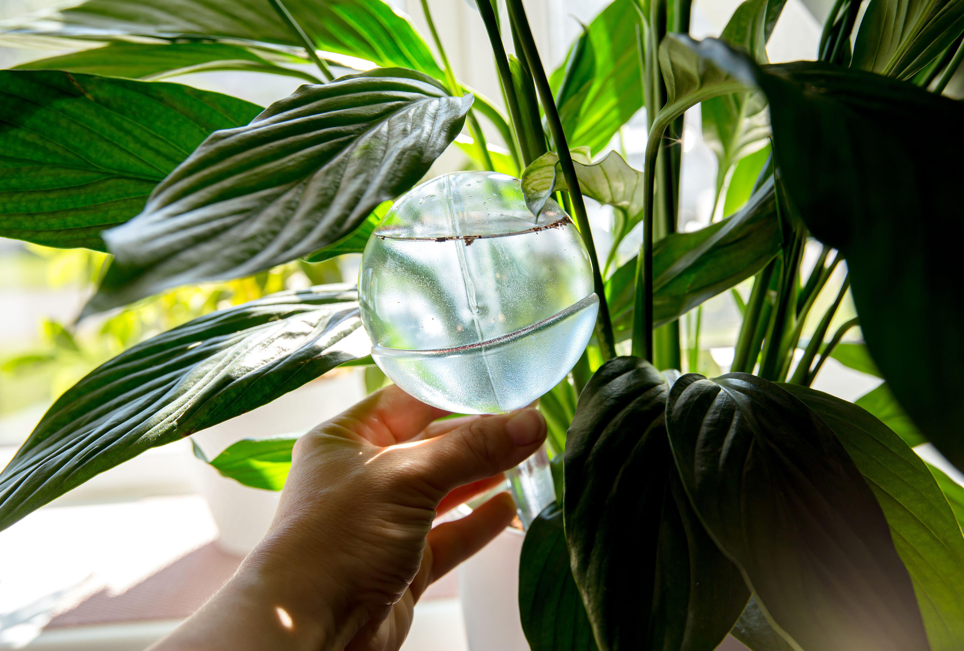 houwplant with a self-watering globe (Alamy/PA)