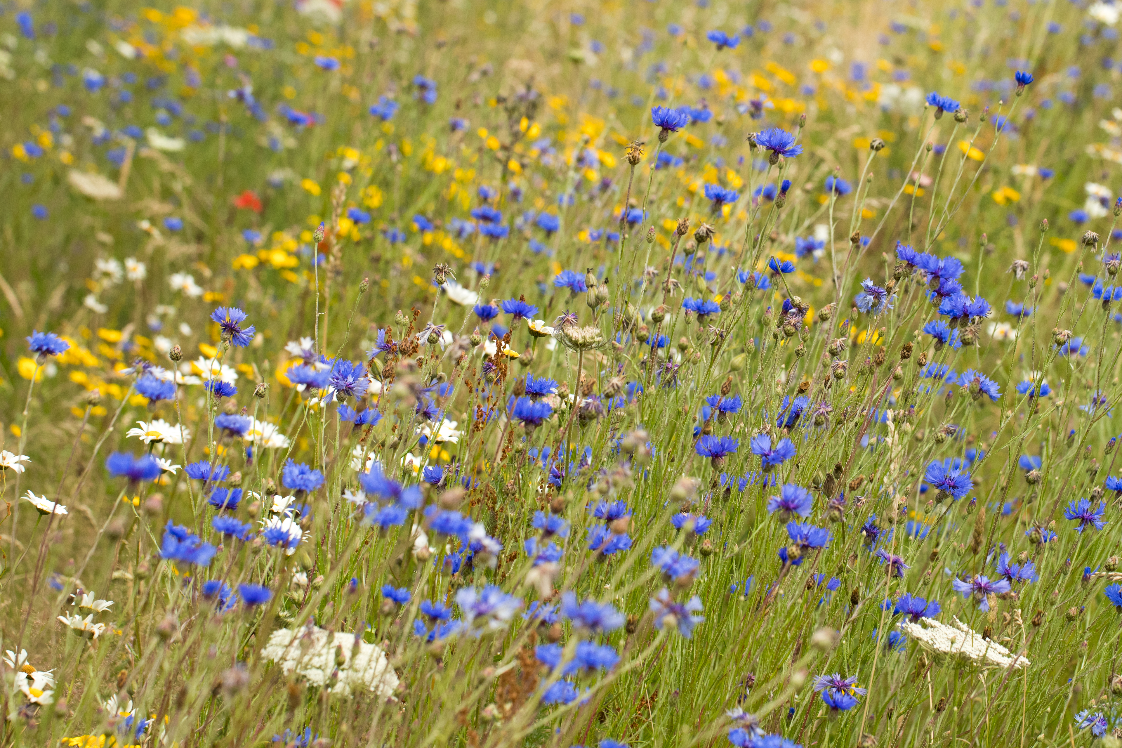 A view of wildflowers in a meadow 