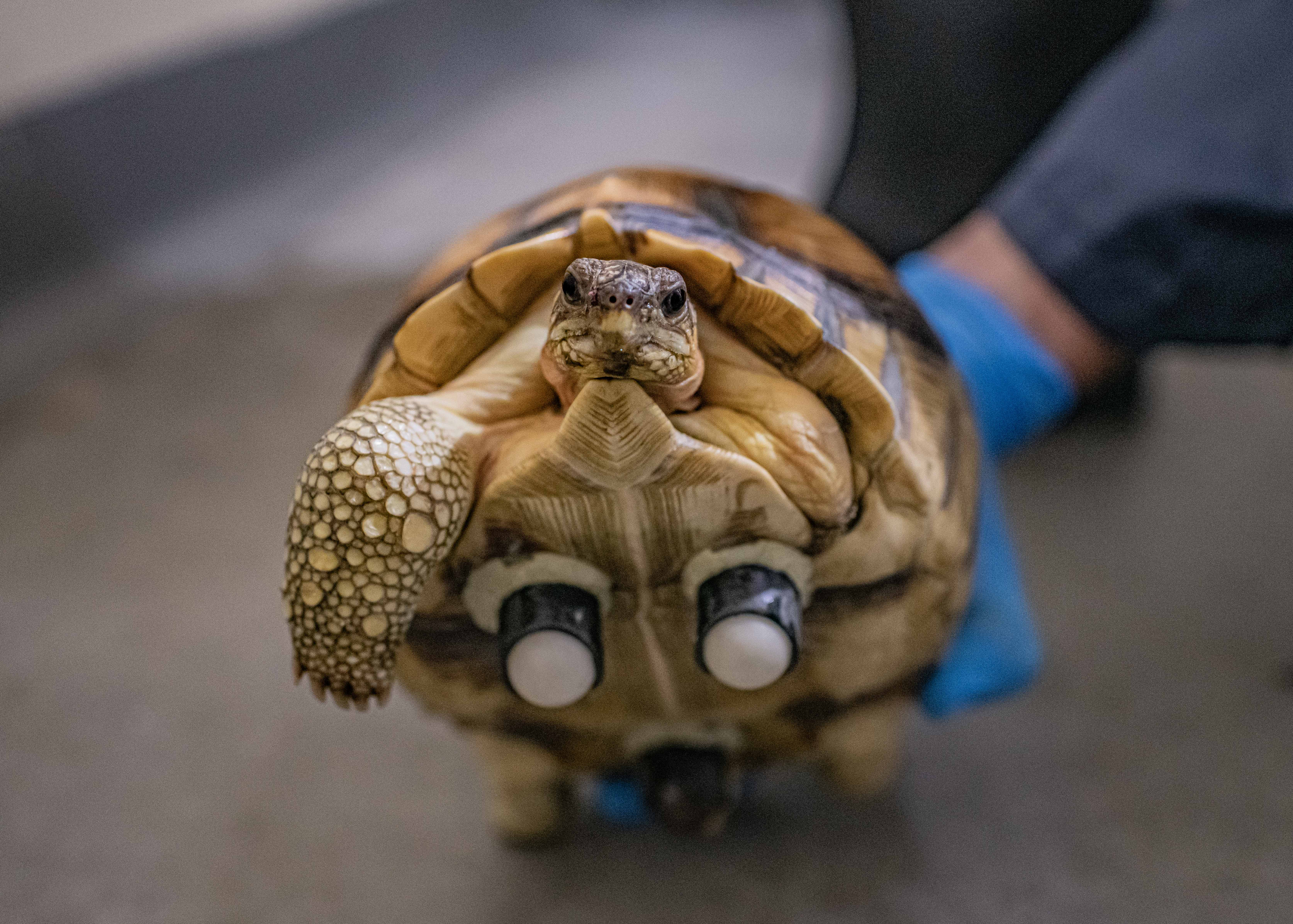 Ploughshare tortoise Hope has specially fitted wheels on its lower shell (Chester Zoo/PA)