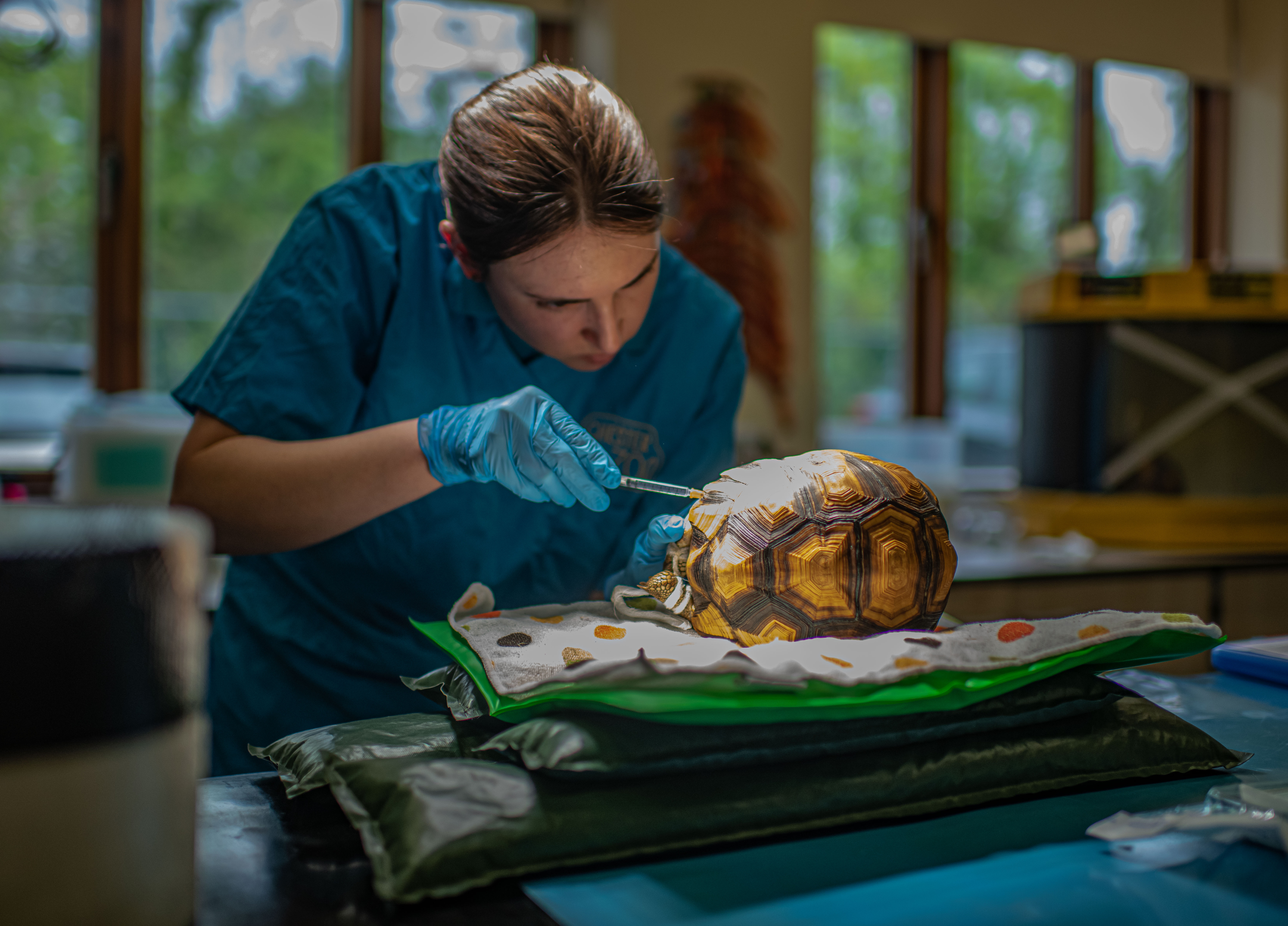 The tortoise was missing its front left leg and hind left claws when it was rescued (Chester Zoo/PA()