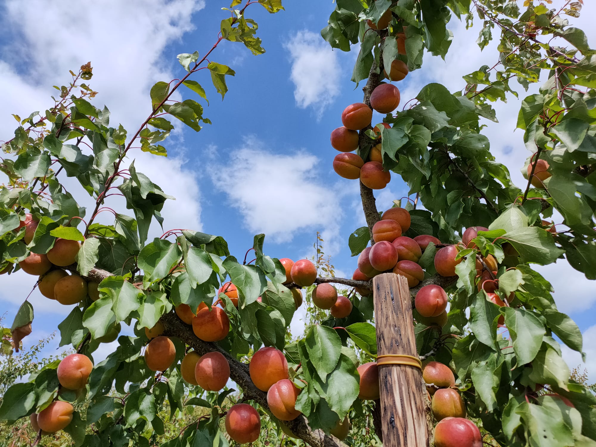 David Moore, owner of Home Farm, near Maidstone, is now the UK’s biggest grower of English apricots. The British apricot industry is celebrating a bumper crop 10 years on despite agronomists uncertain the fruit would grow in the British climate