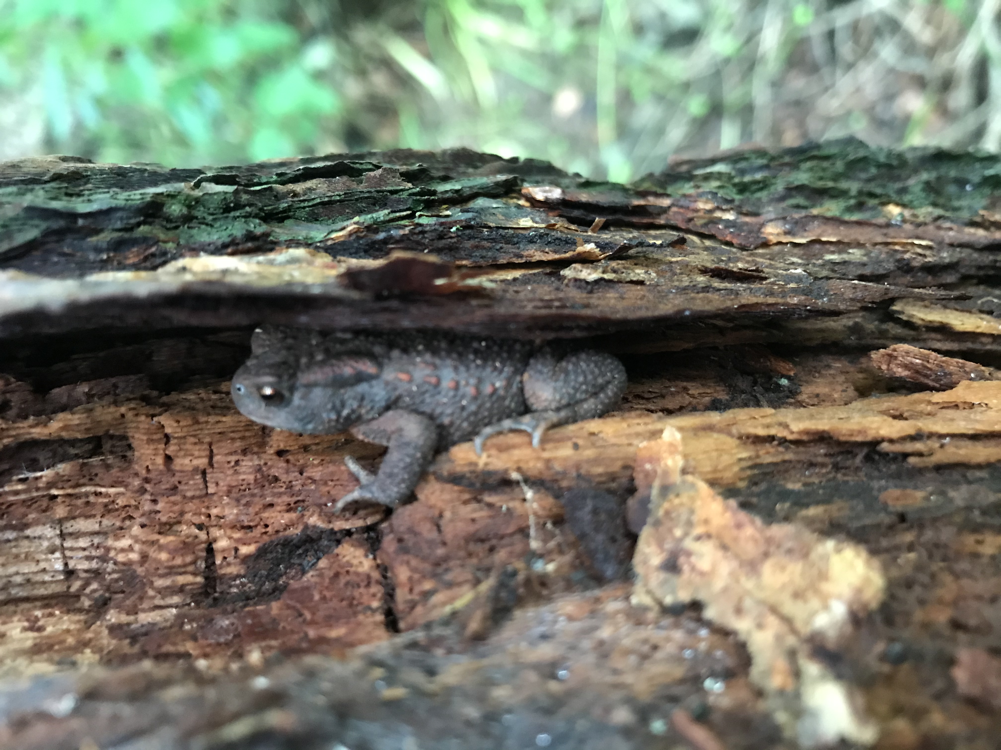 Toad in tree