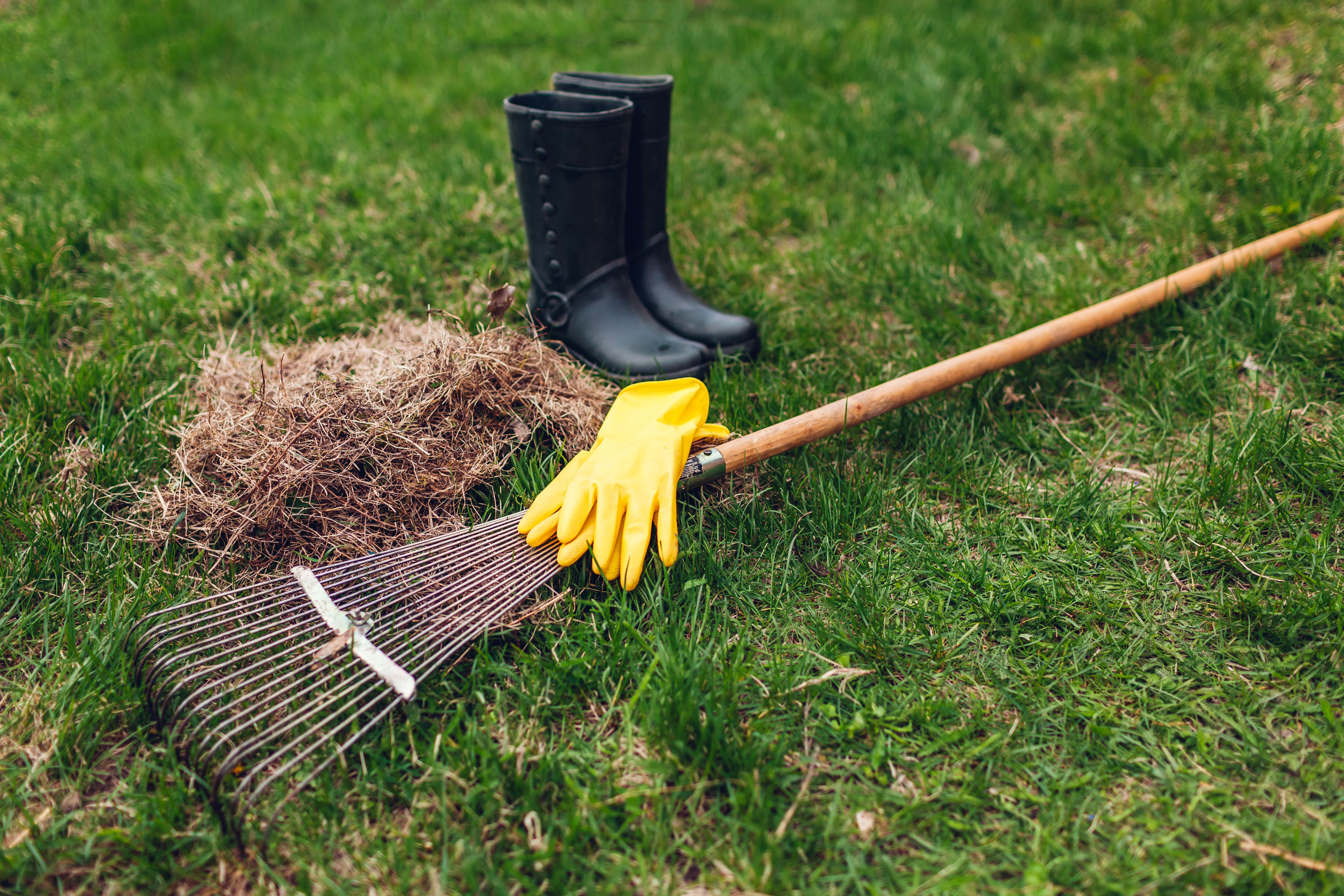Cleaning lawn with garden rake