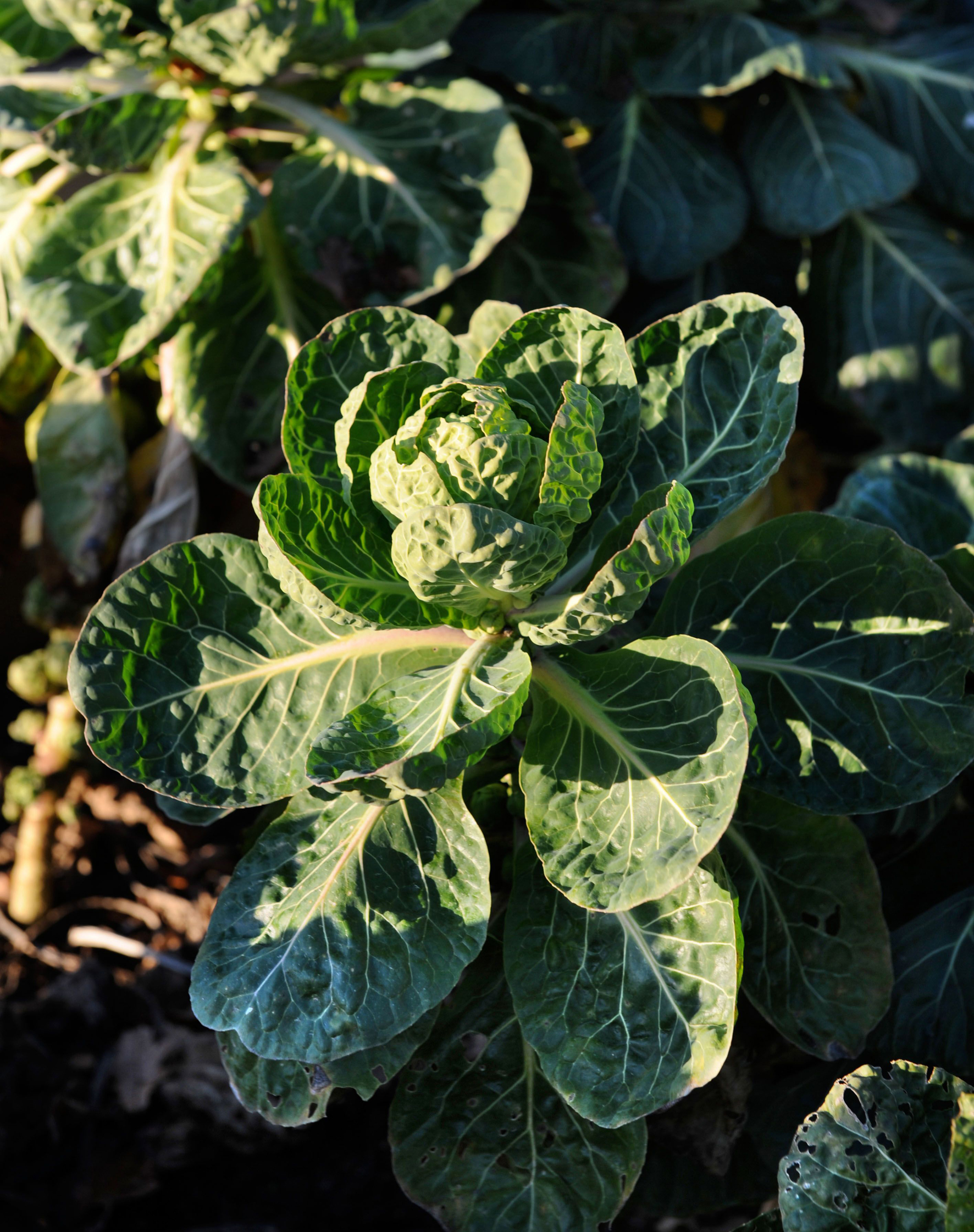 Winter cabbages growing into late autumn