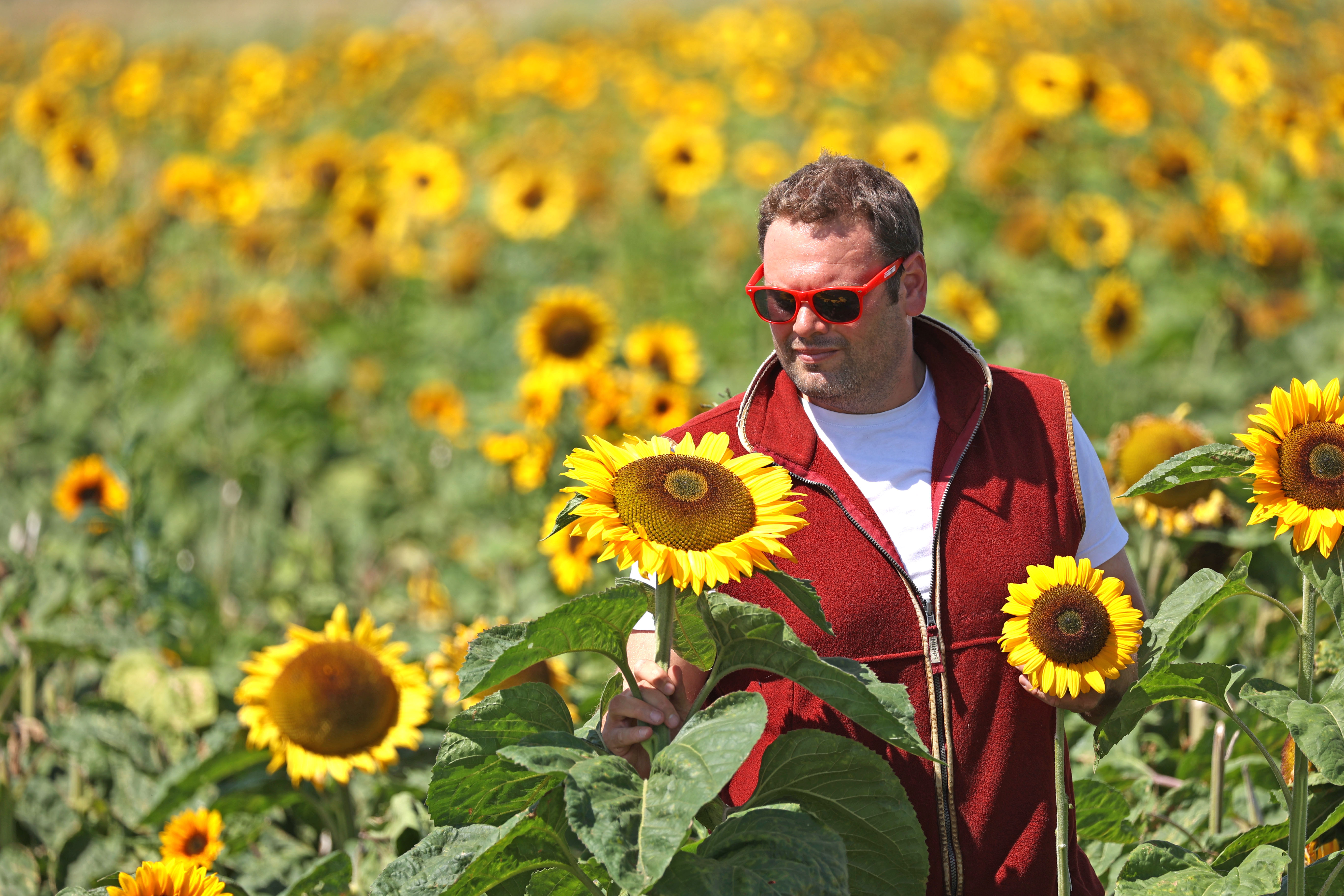 Sunflower grower James Lacey of L&D Flowers, inspects one of his fields of sunflowers near Spalding, Lincolnshire, UK. (Paul Marriott/ PA)