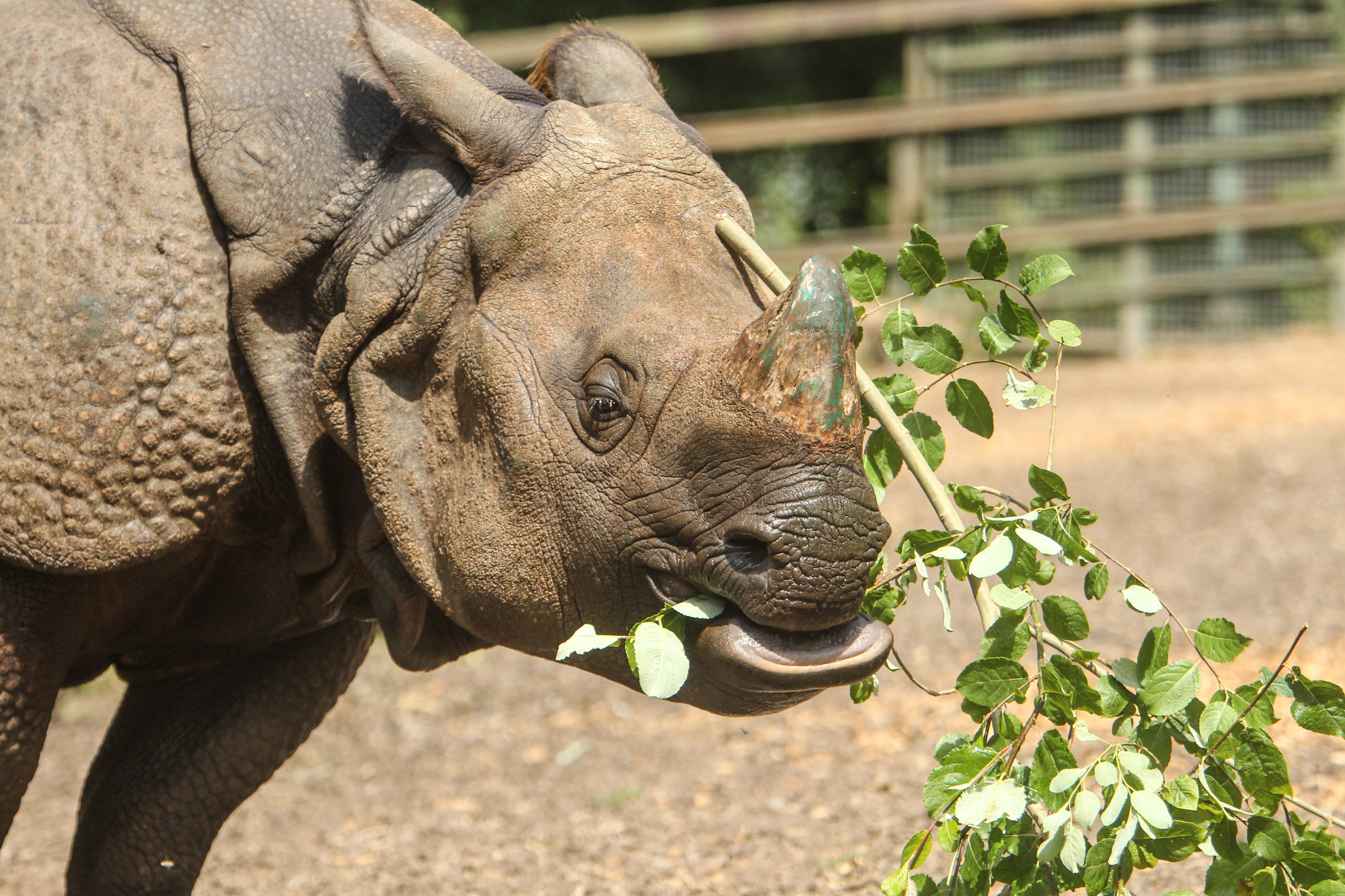 Orys is the new Indian Rhino at Port Lympne Reserve in Kent
