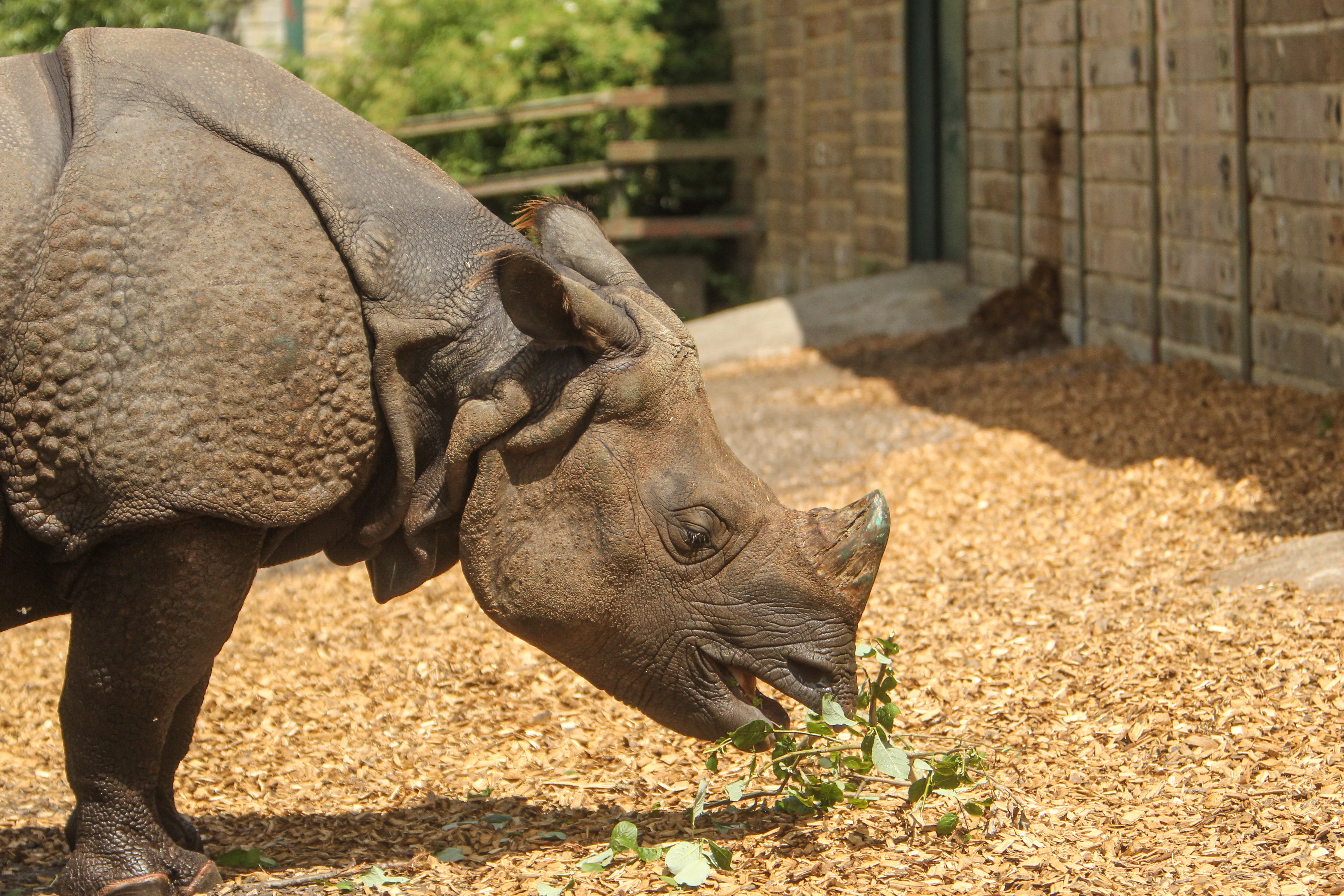 Orys is the new Indian Rhino at Port Lympne Reserve in Kent