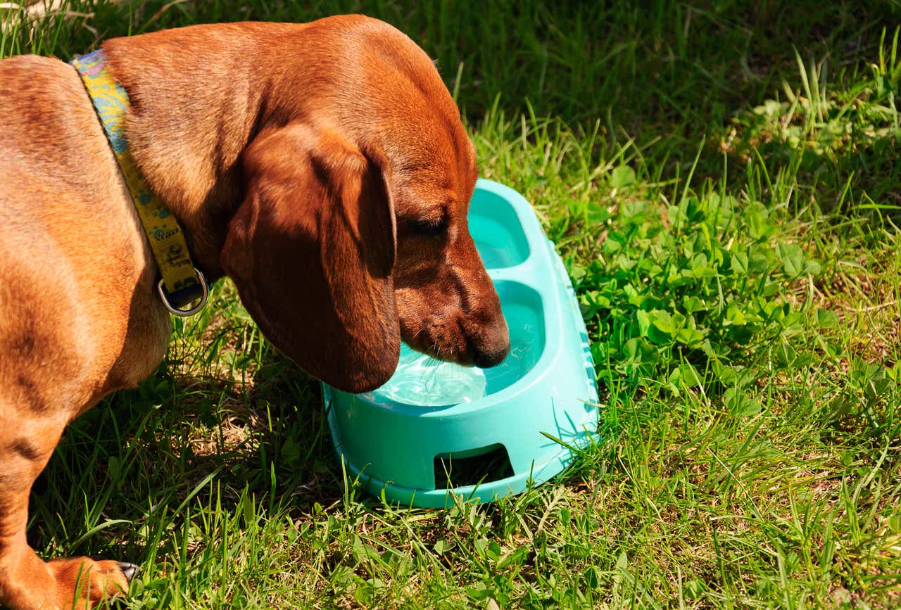 How to cope with extreme temperatures during the heatwave | Bournemouth ...