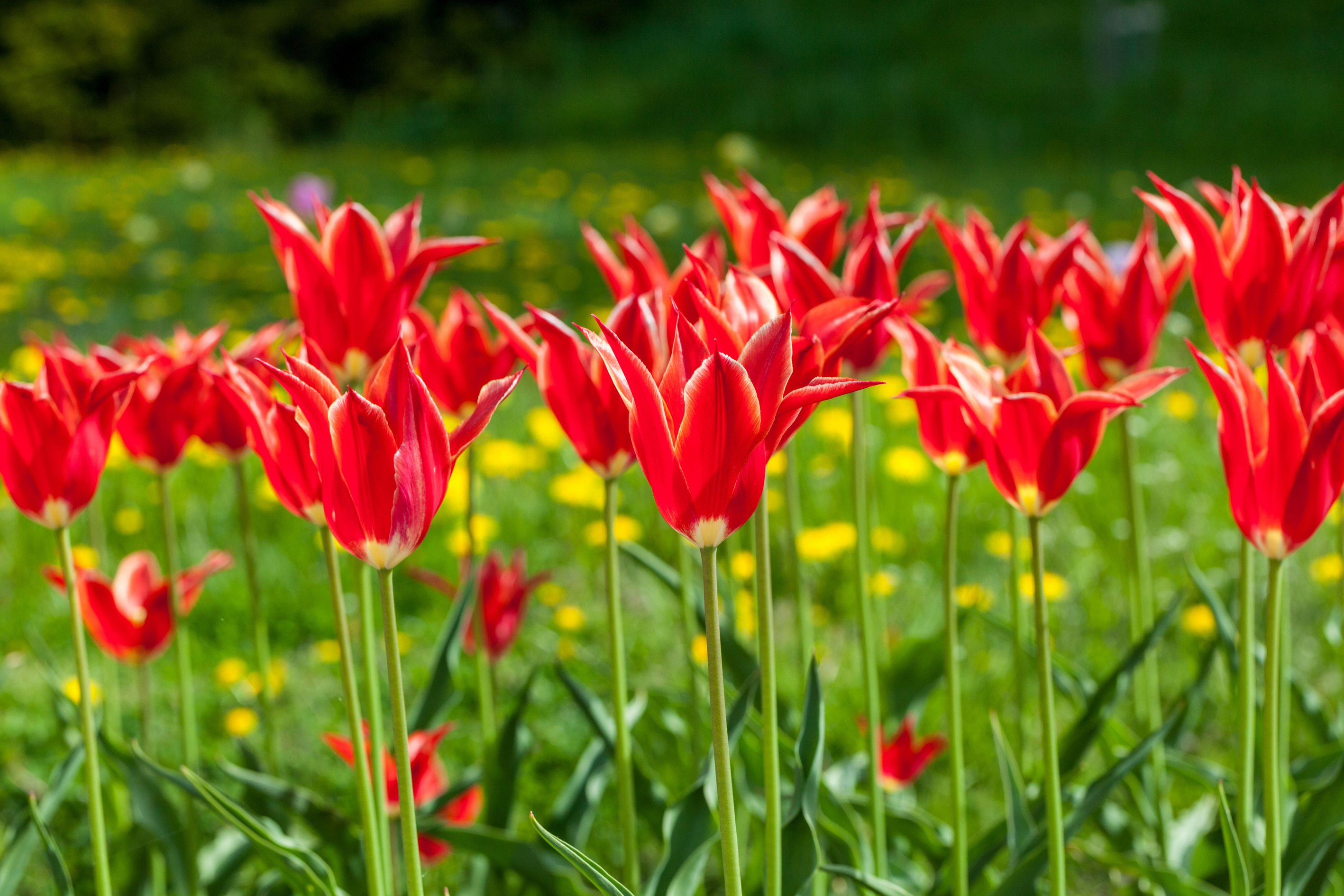 'Aladdin' tulip