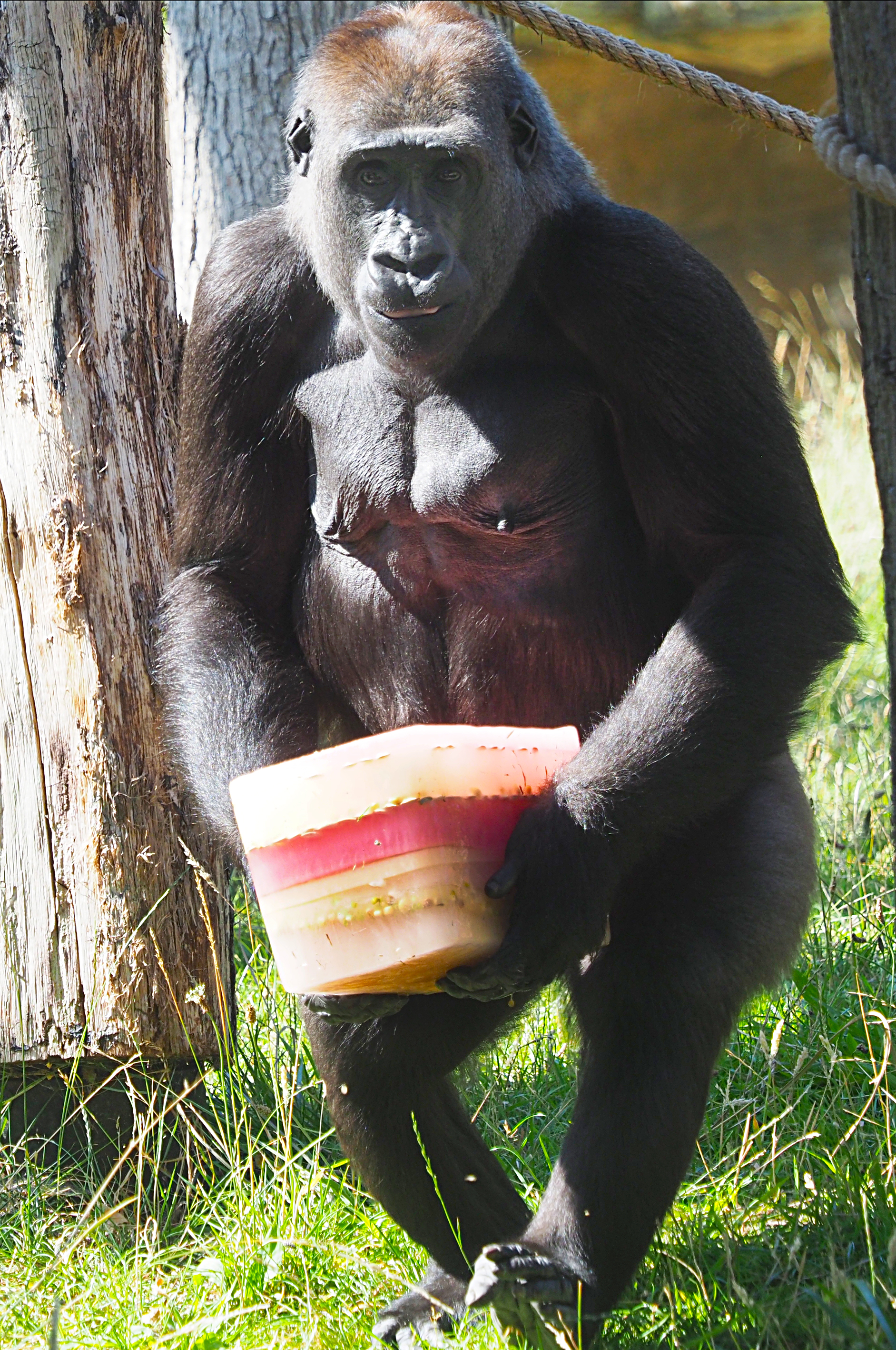Gorilla holding an ice lolly