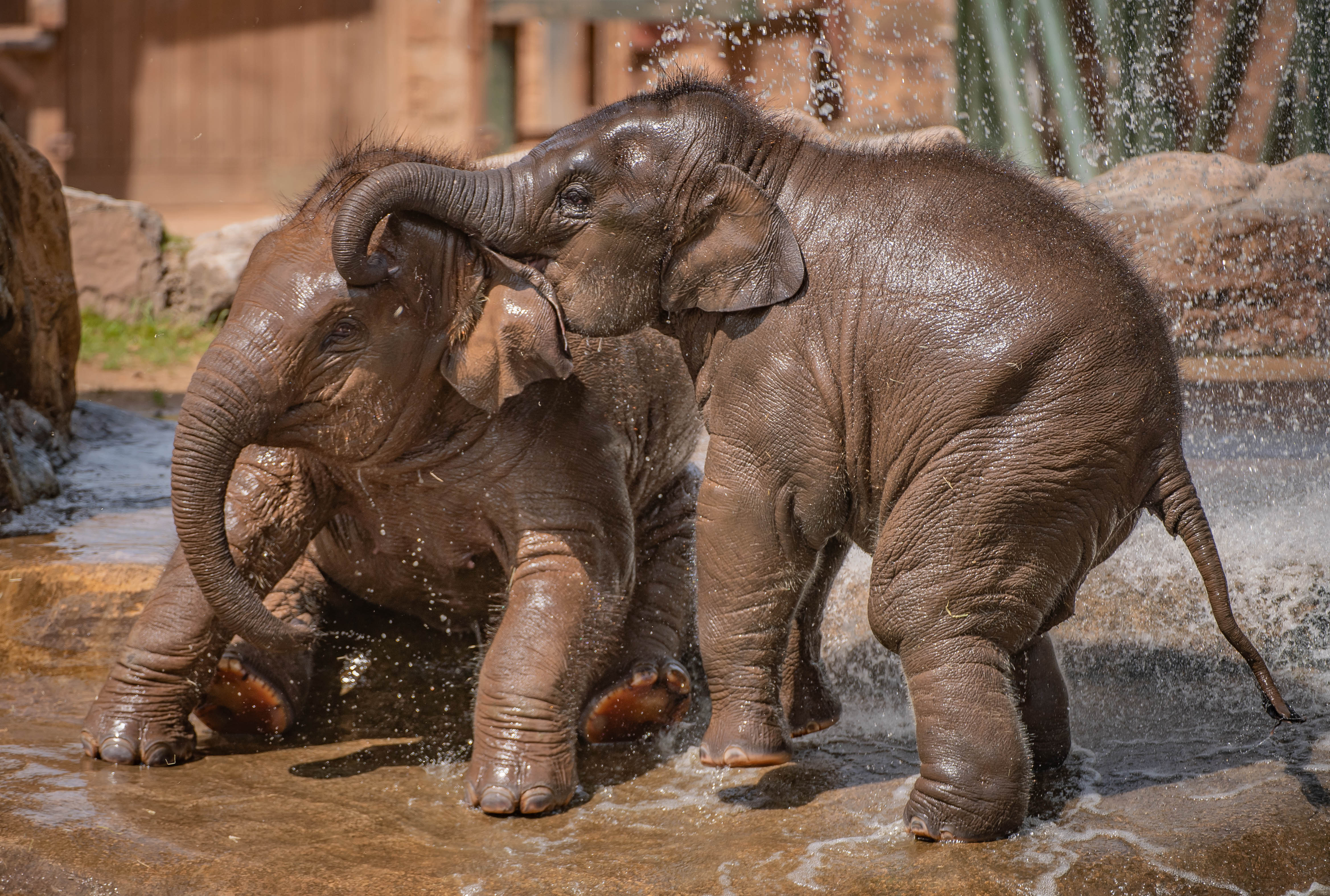 Elephants playing in water