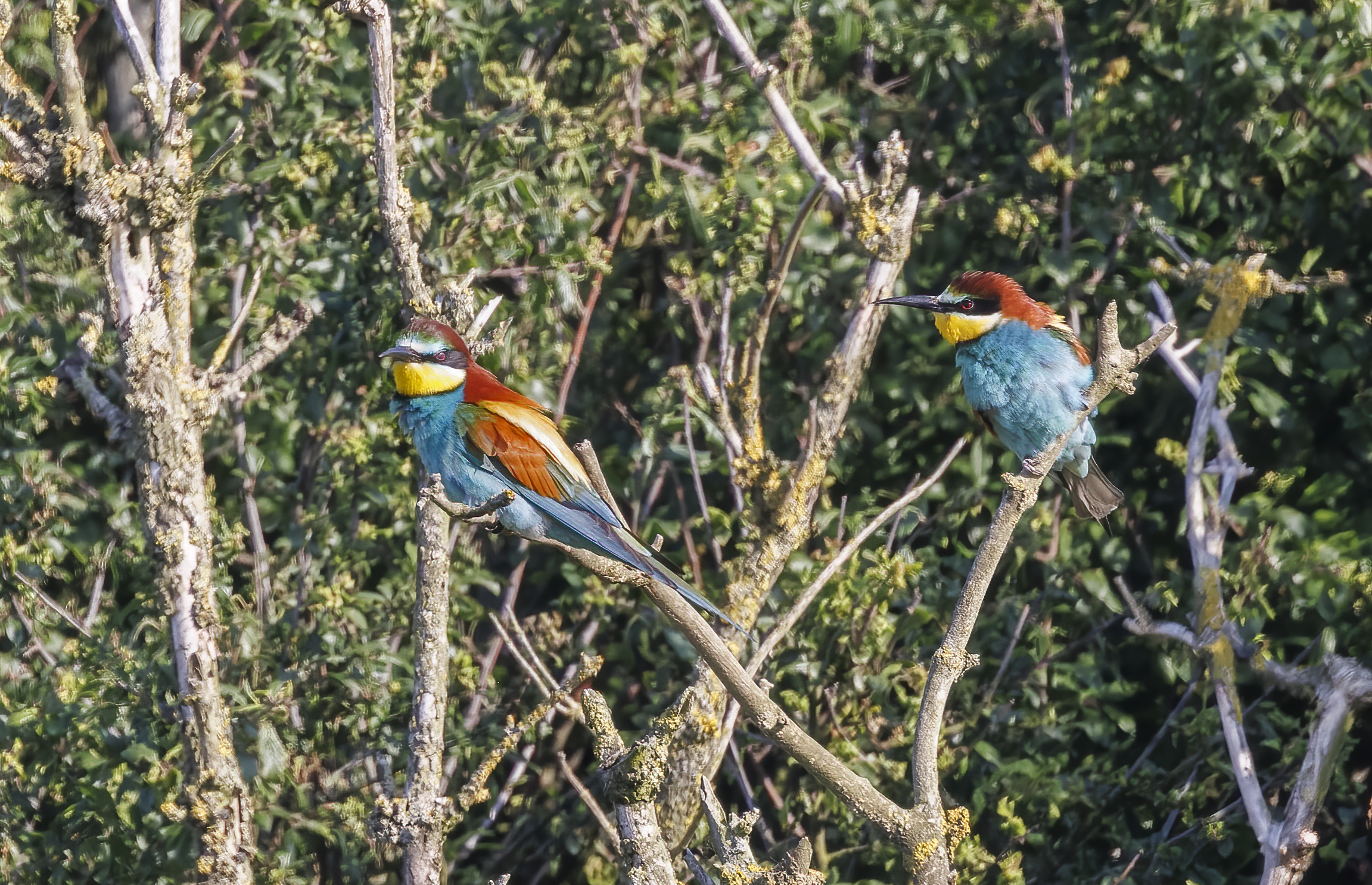Two bee-eaters sit on branches among the trees