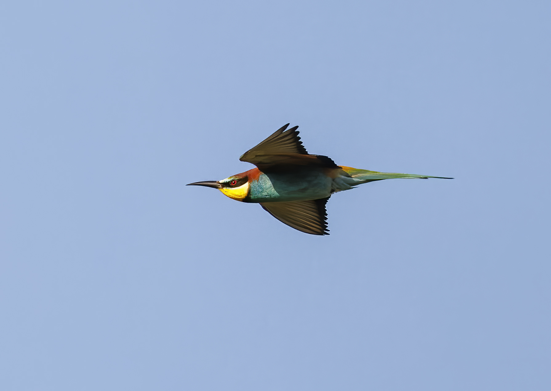 A bee-eater in flight