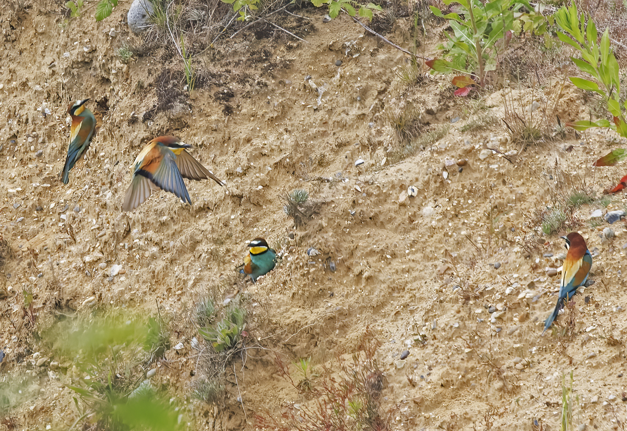 Bee-eaters around the burrows on the quarry site in Norfolk