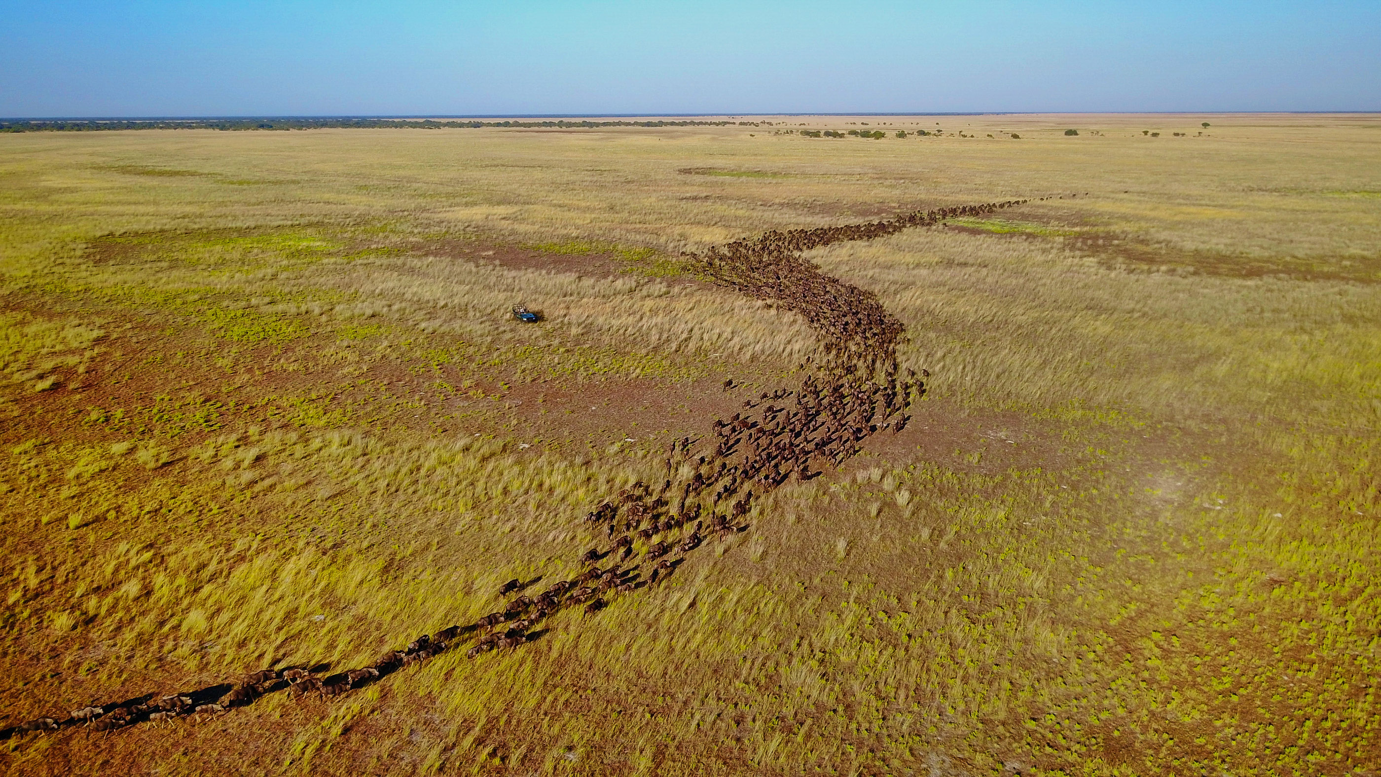 Wildebeest migrating through Liuwa Plain (Time+Tide/PA)
