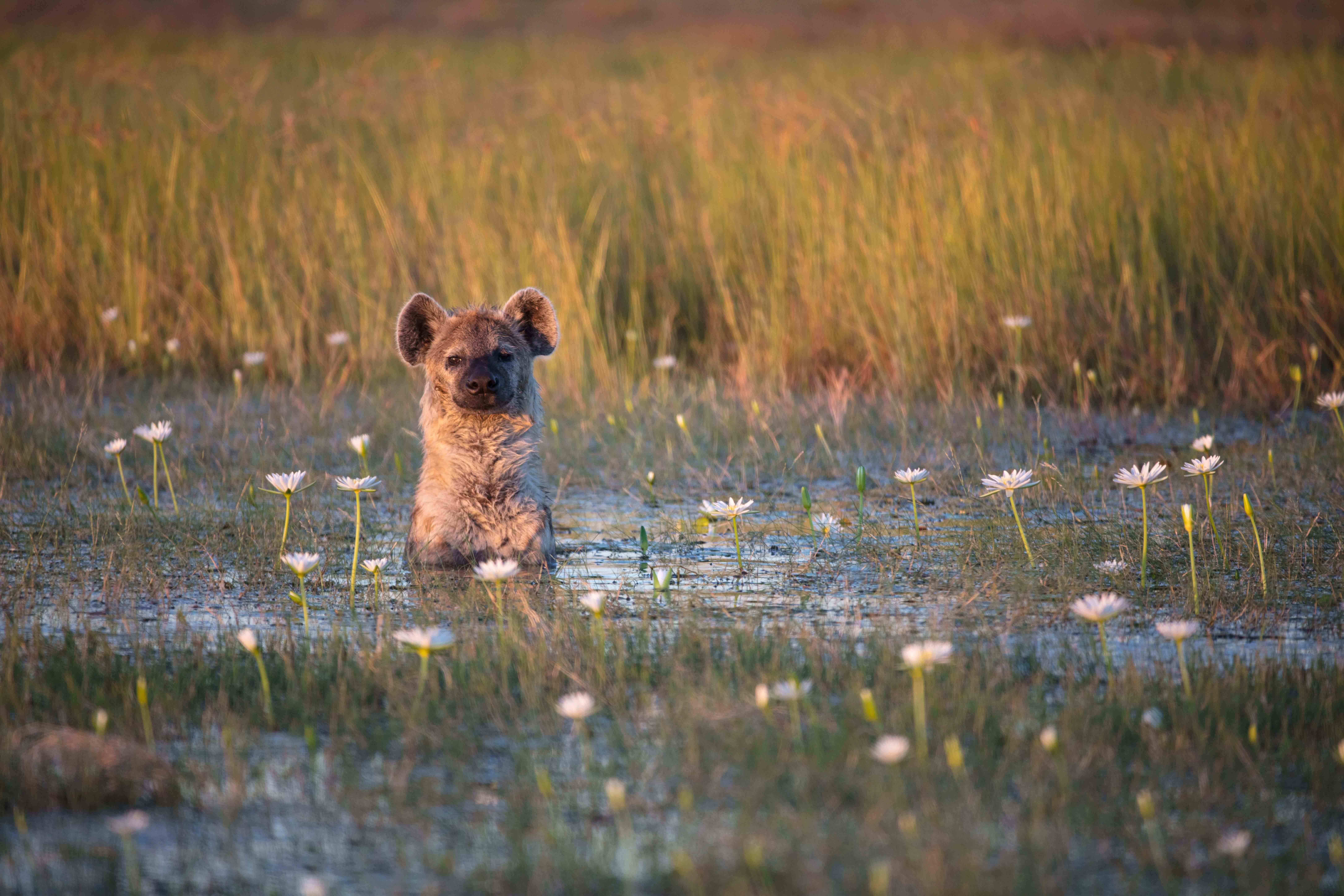 A hyena in Liuwa Plain (Time+Tide/PA)