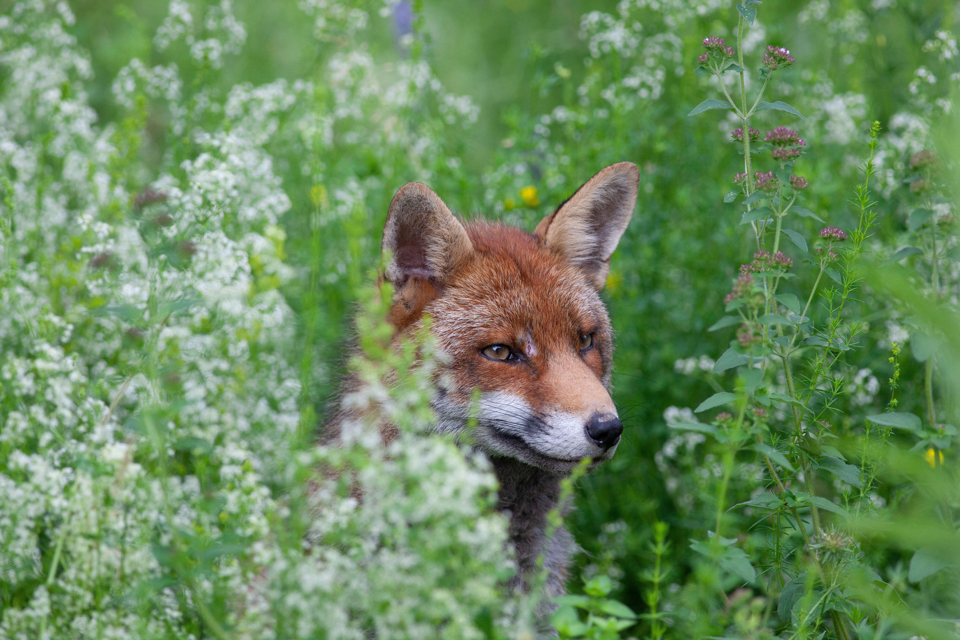 A fox in a garden (Alamy/PA)