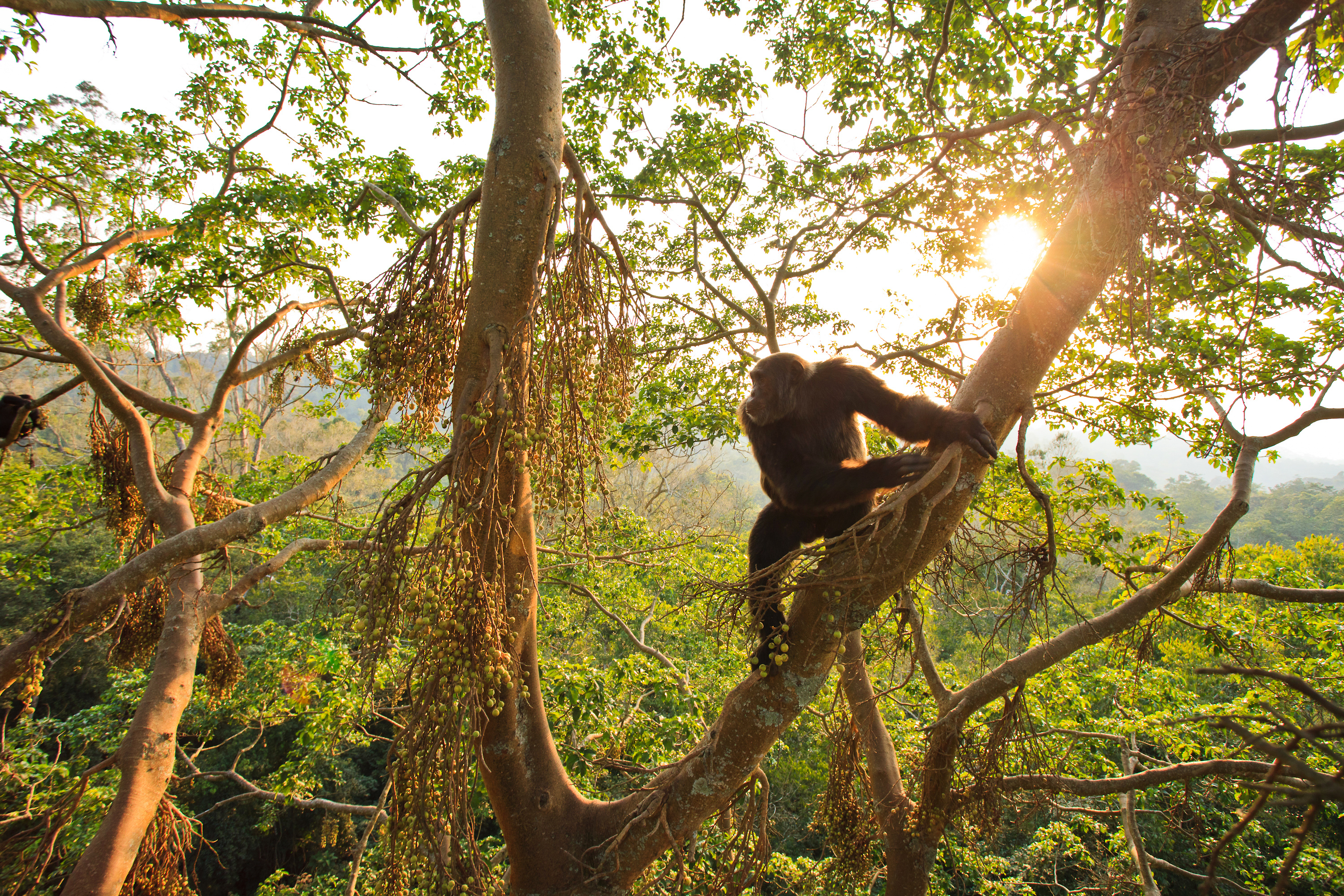 Chimpanzee at Kibale National Park