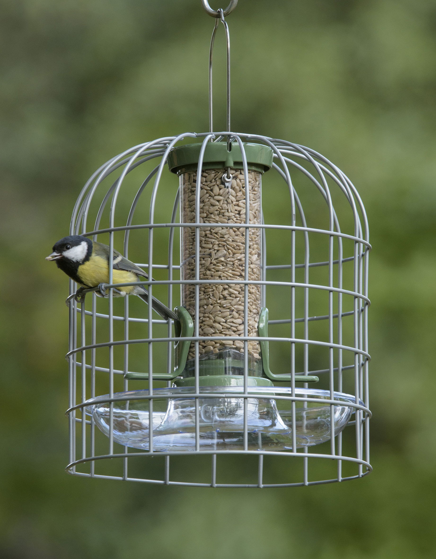 Great tit feeding on sunflower hearts from small feeder with guardian