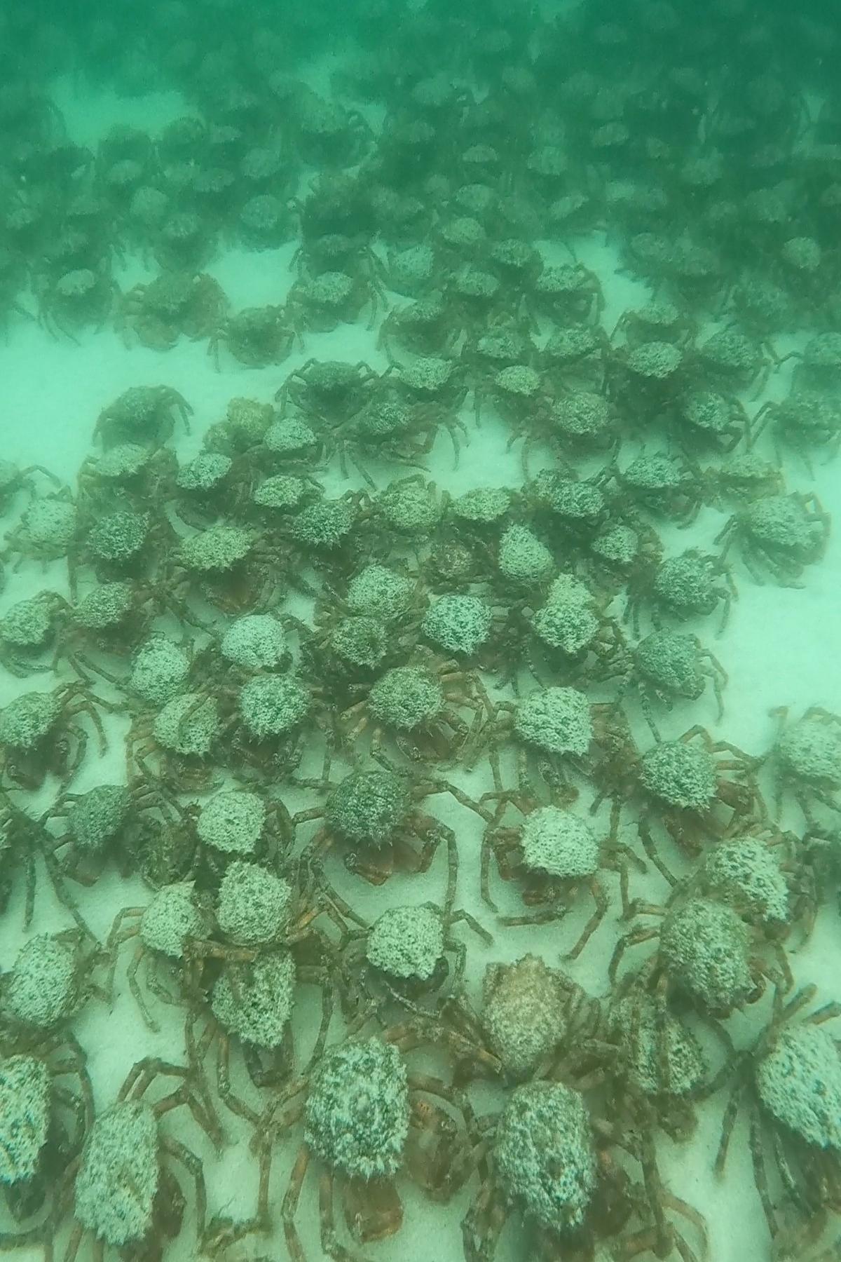 Spider crabs