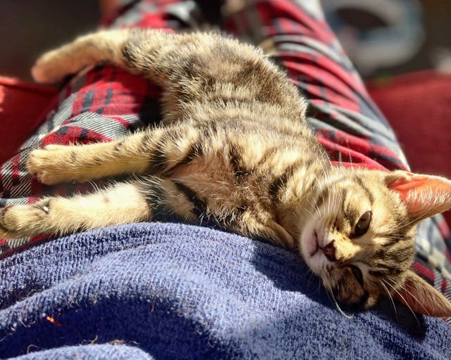Navy Helicopter Engineer Dismantles Car To Rescue Stray Kitten Trapped 