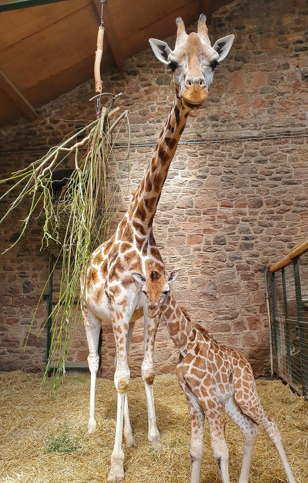 Stanley and Orla