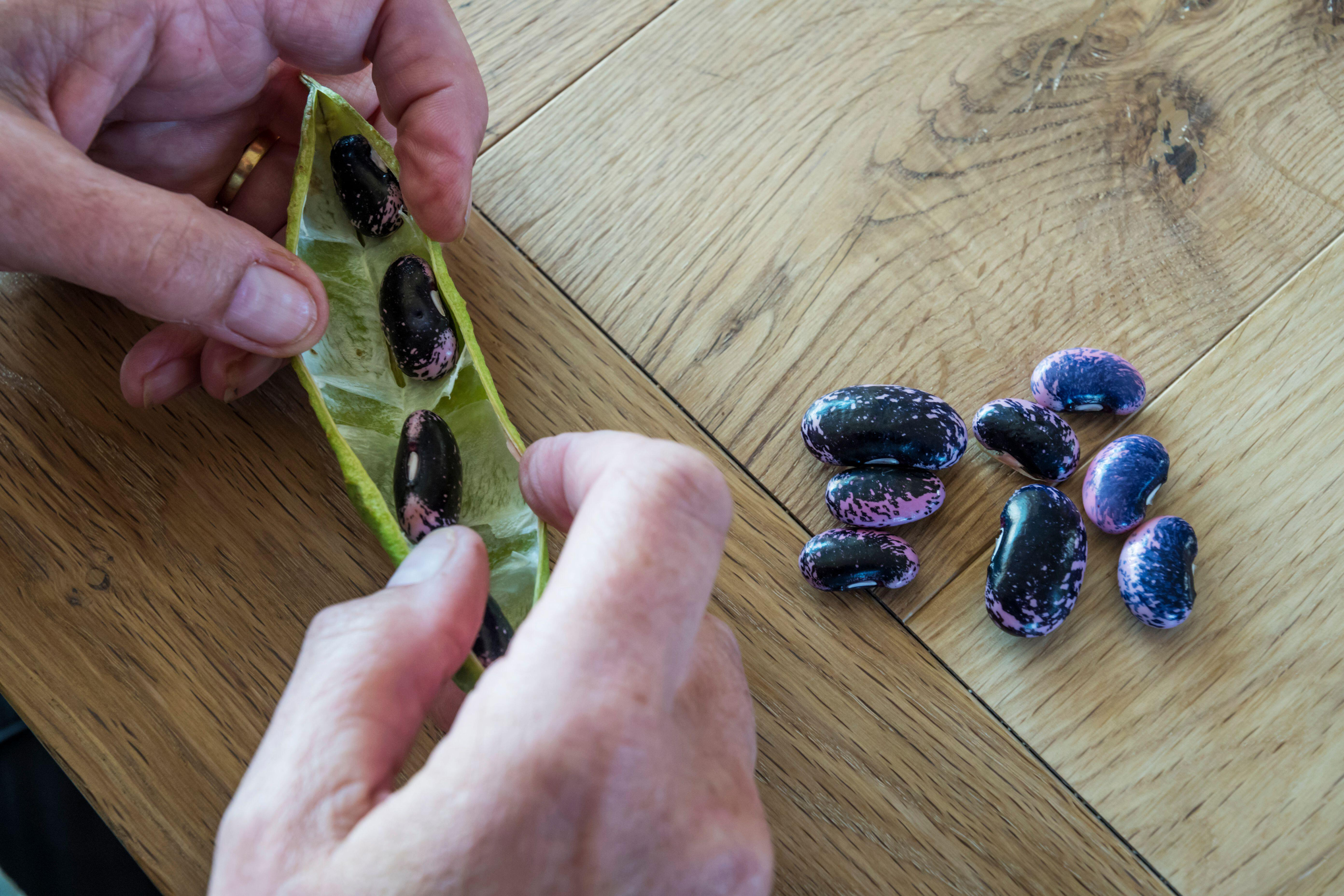 Somebody extracting runner bean seeds (Alamy/PA)