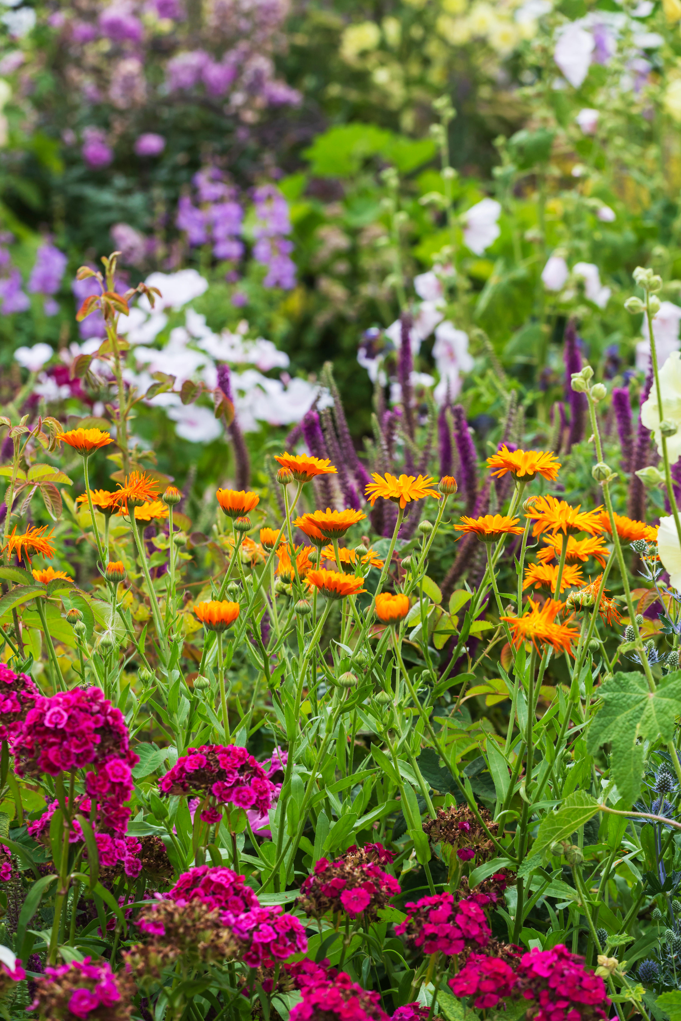 A flower bed of perennials (Alamy/PA)