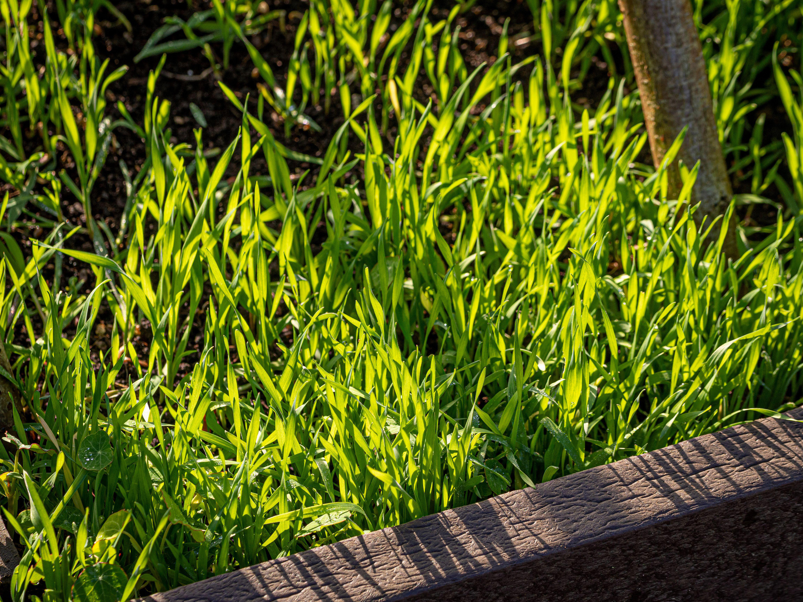 Grazing rye in a raised bed (Alamy/PA)