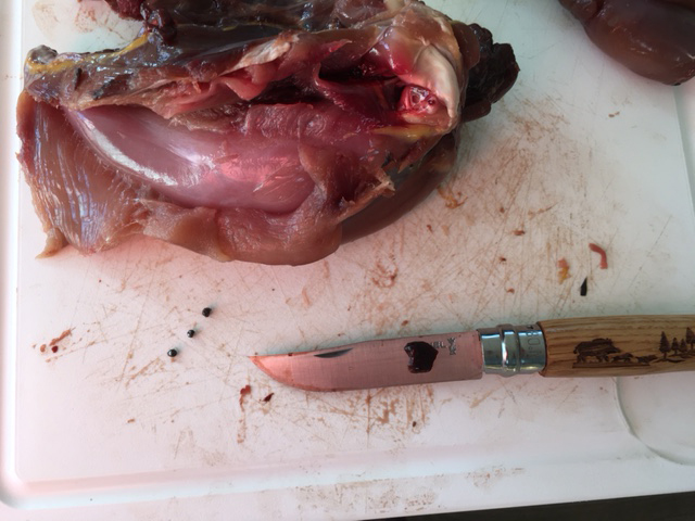 A dissected pheasant with the lead shot removed from the meat. (Cambridge University/ PA)