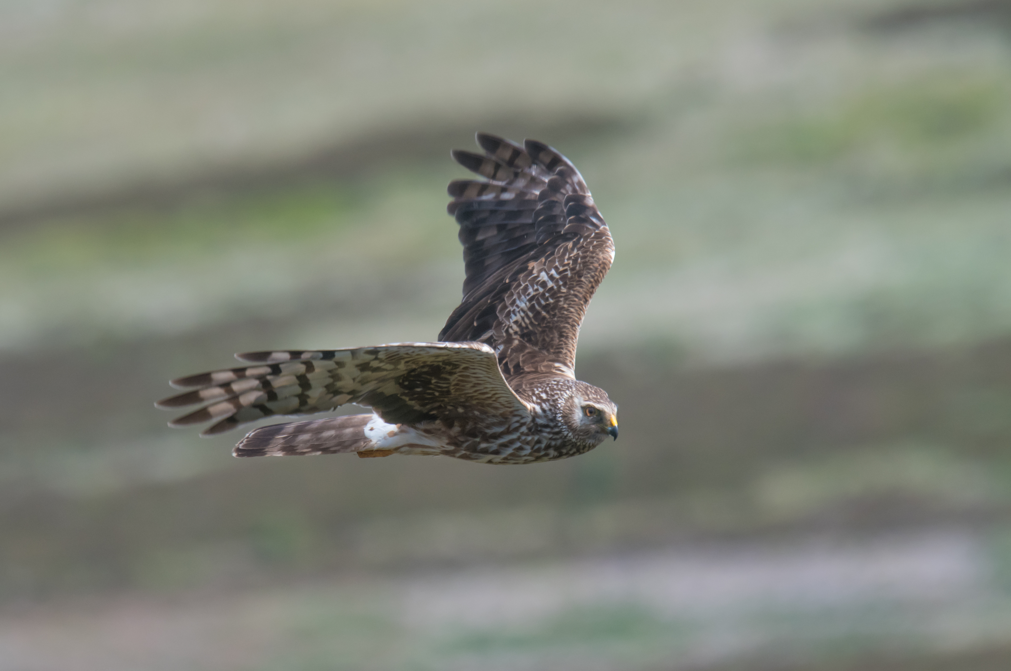 Northern Harrier in flight (Tim Melling/National Trust/PA)