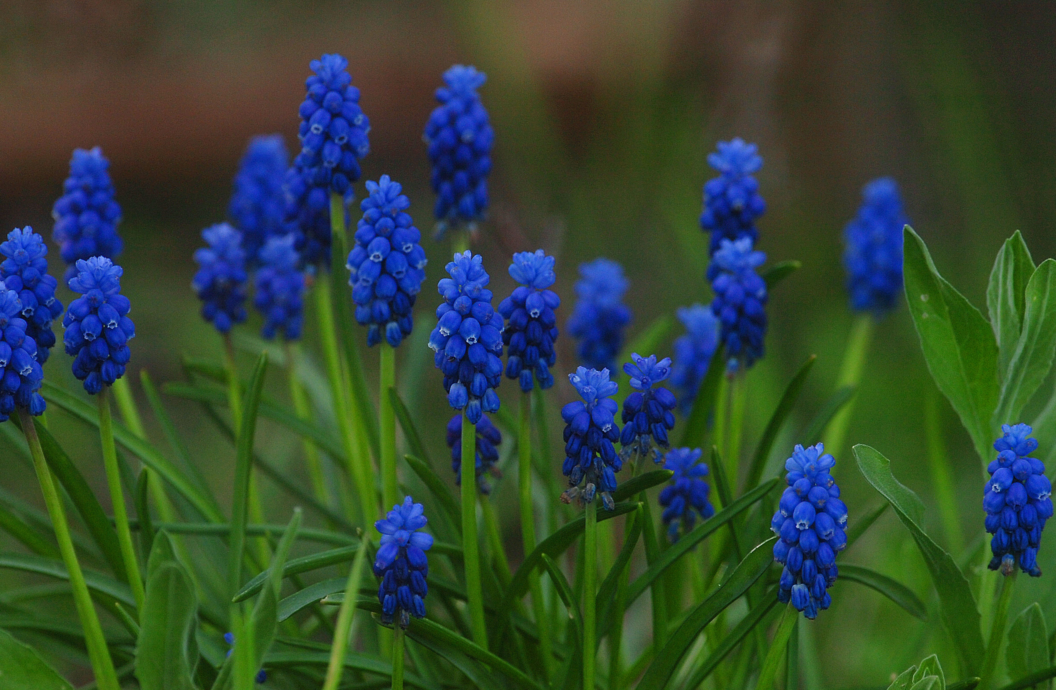 Grape hyacinths (Alamy/PA)