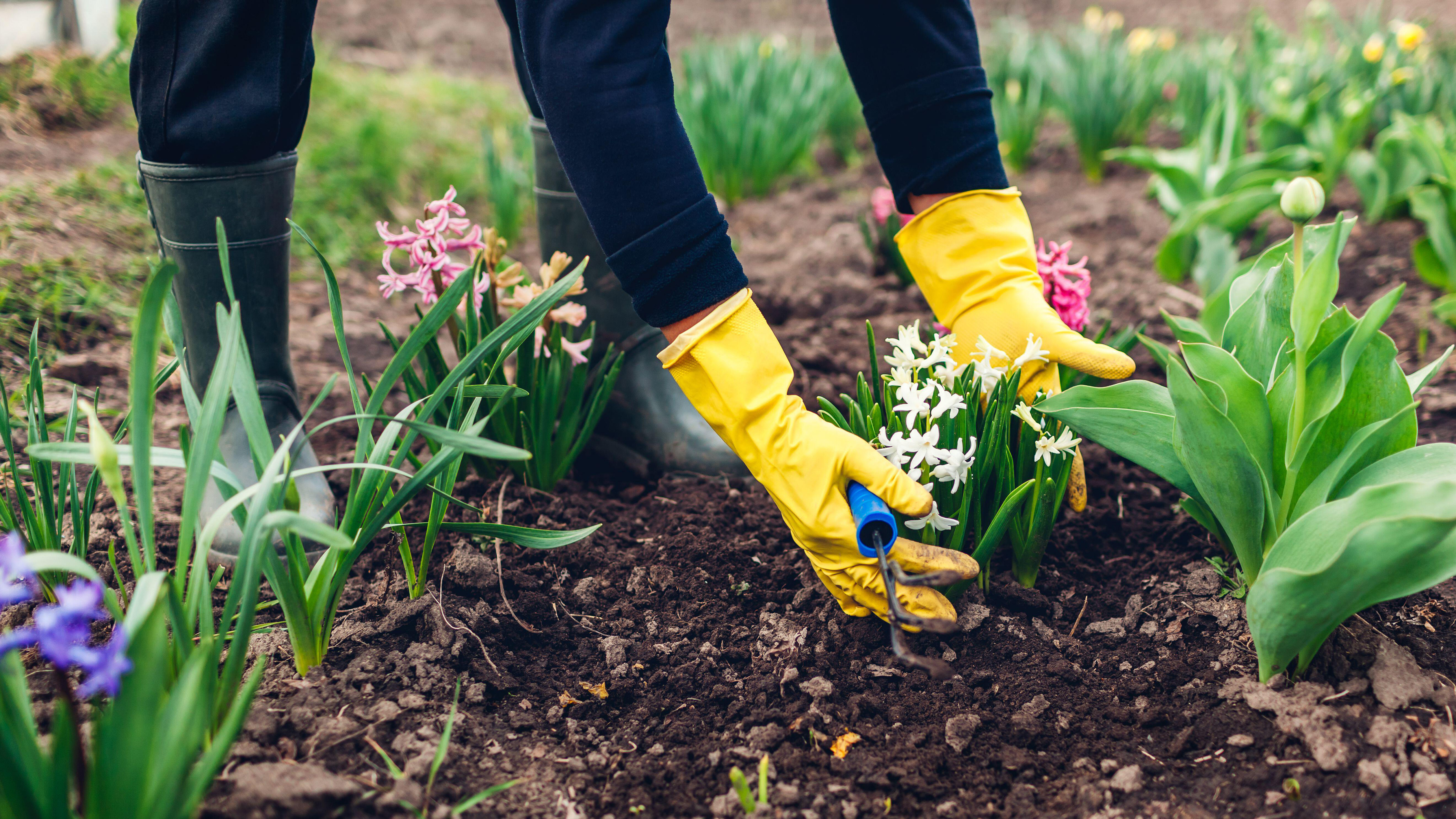 A woman wearing gloves for handling hyacinths (Alamy/PA)