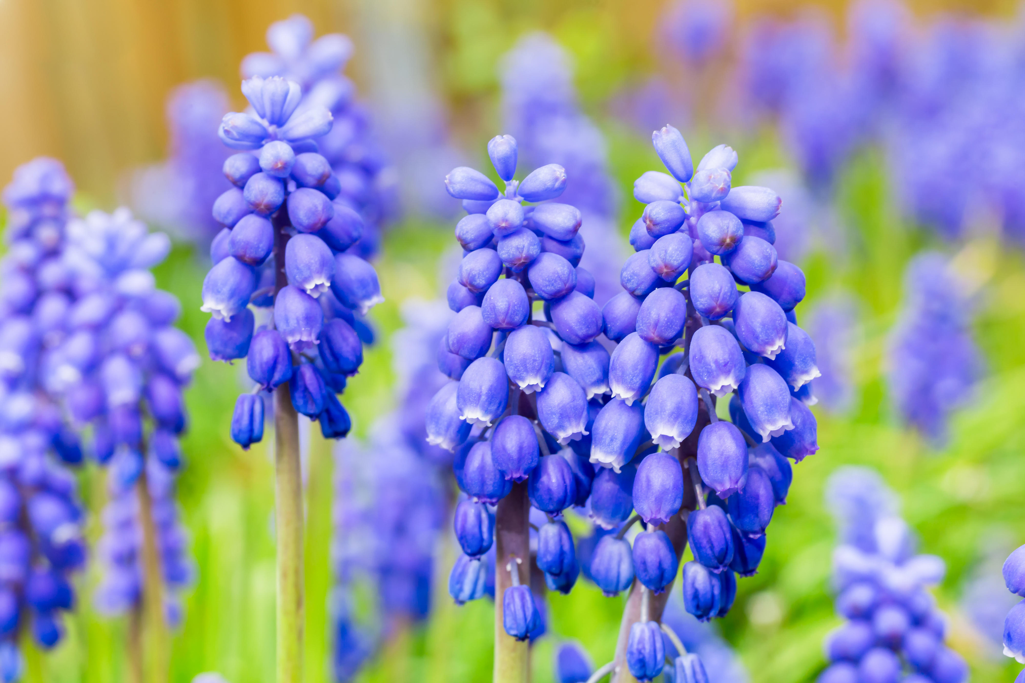 Grape hyacinths (Alamy/PA)