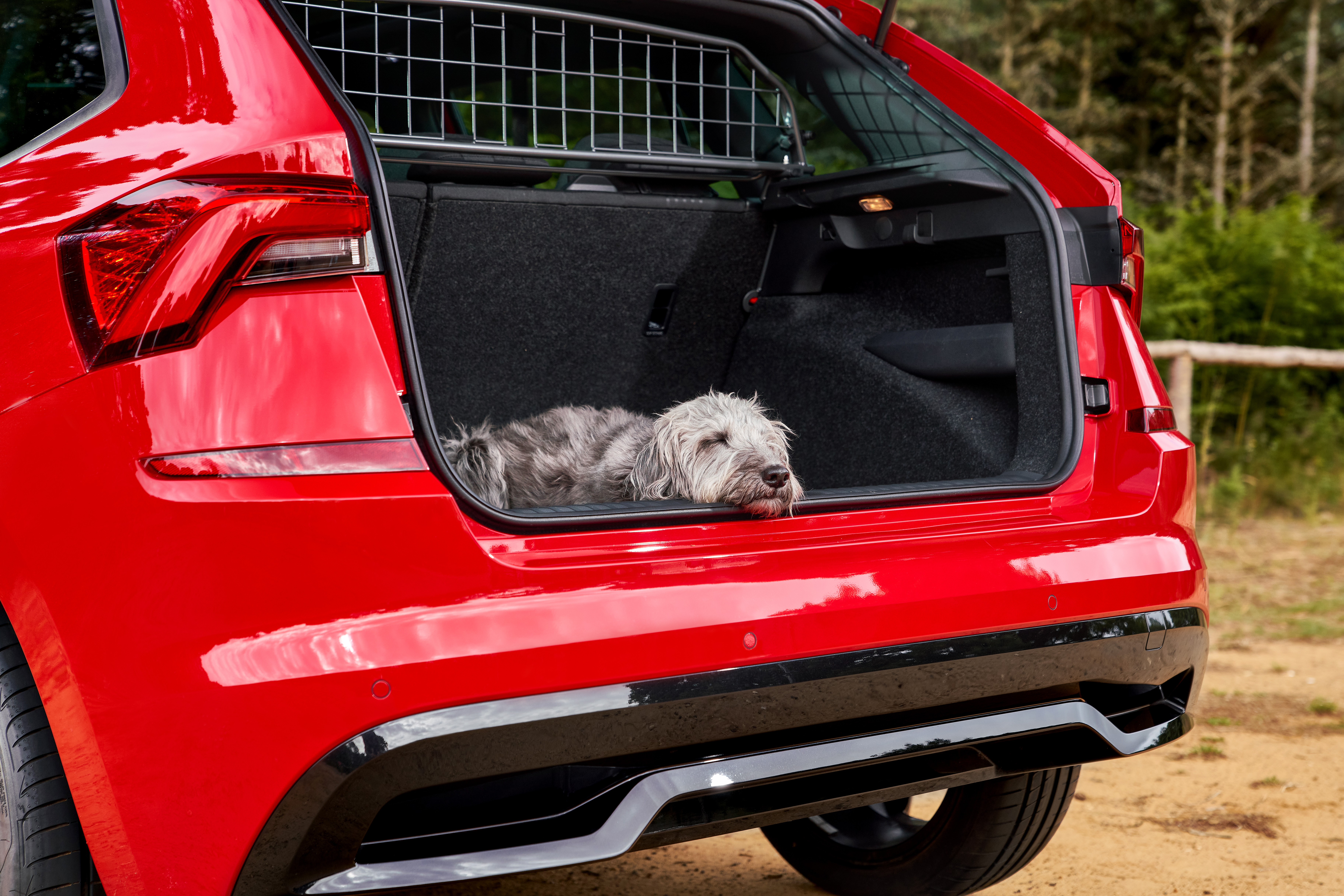 Skoda dog survey