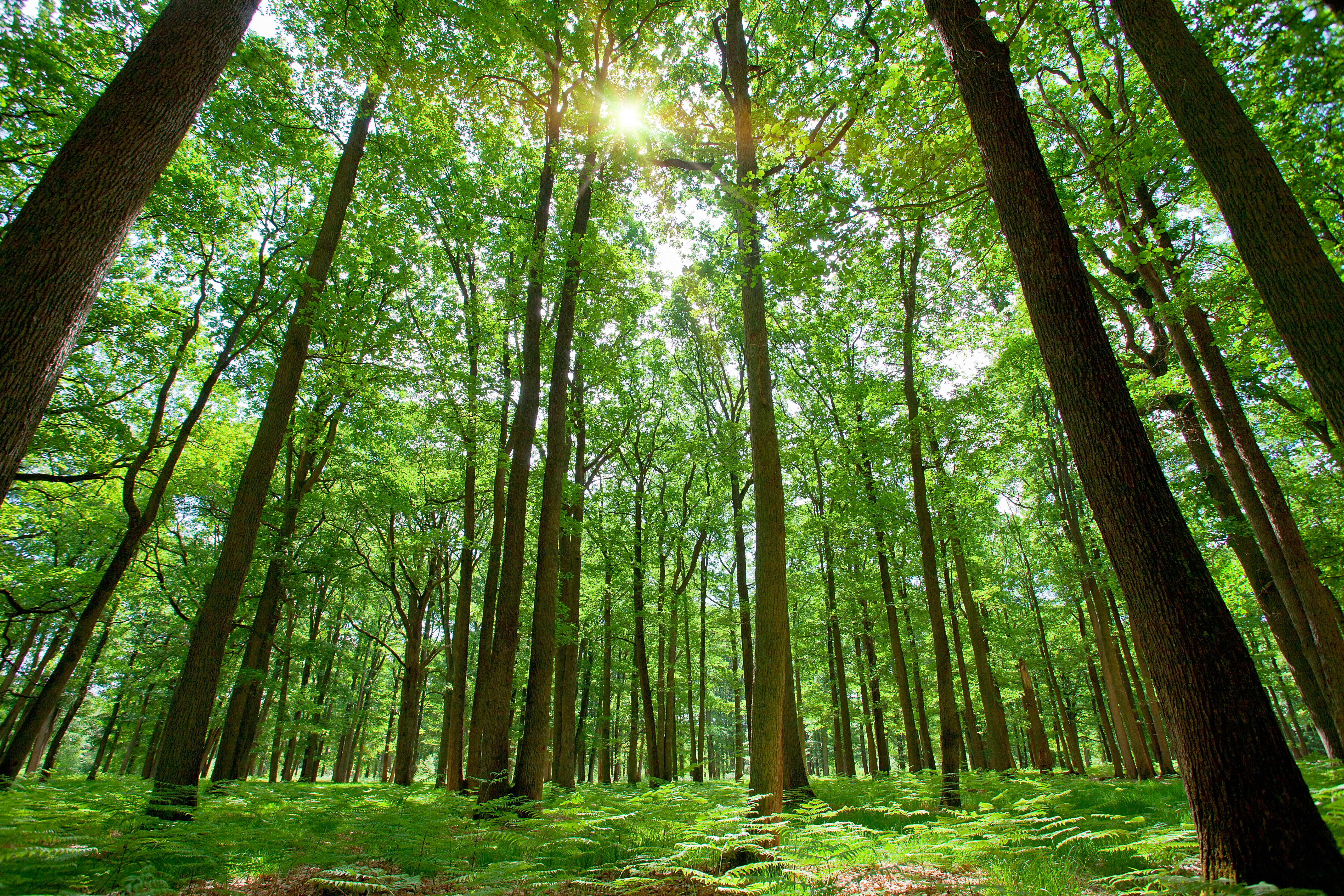 Green s. Зеленый лес. Фотографии леса. Орман. Лесная тема.