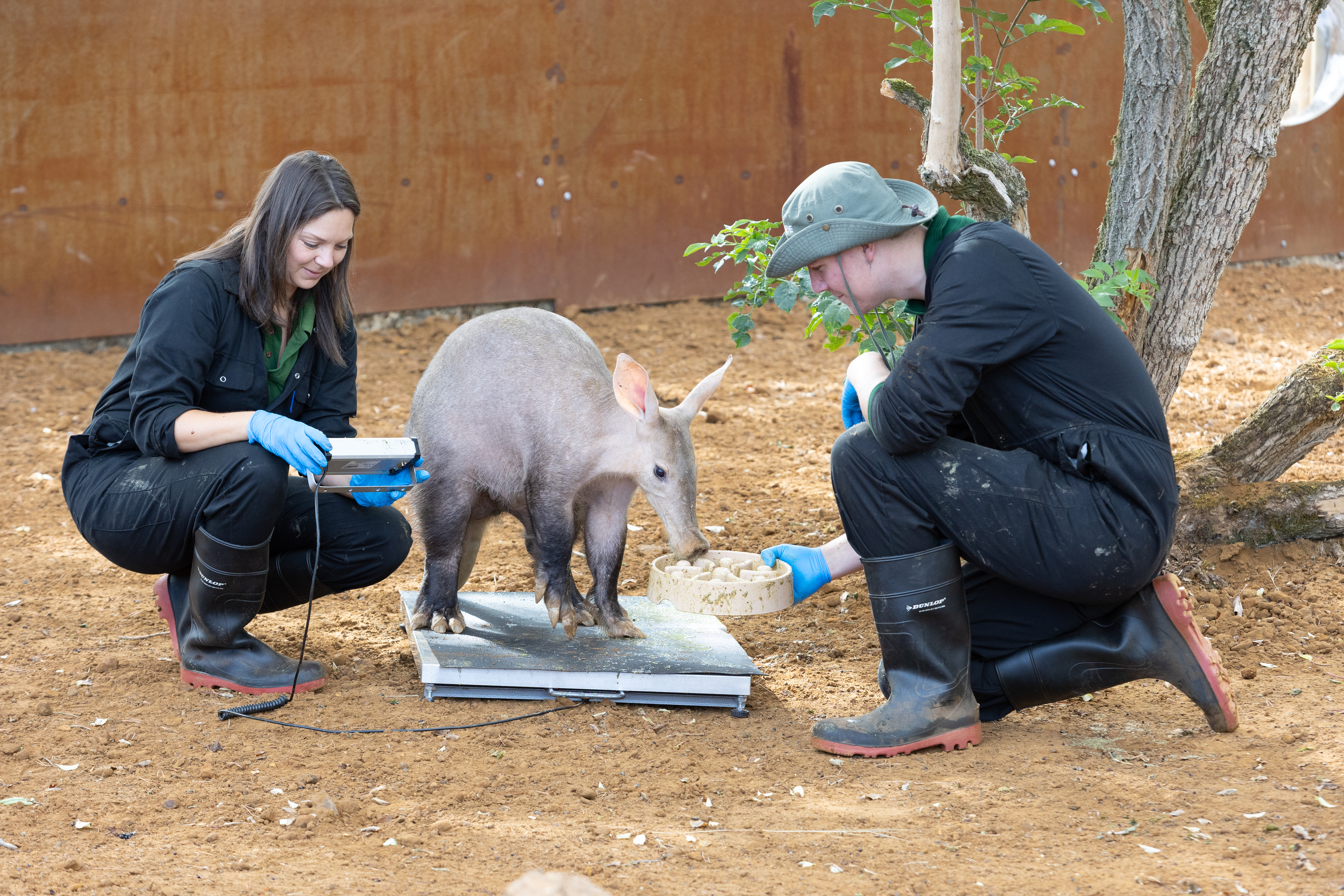Aardvarks Nacho and Terry took part in the annual weigh-in for the first time since they joined the conservation Zoo.