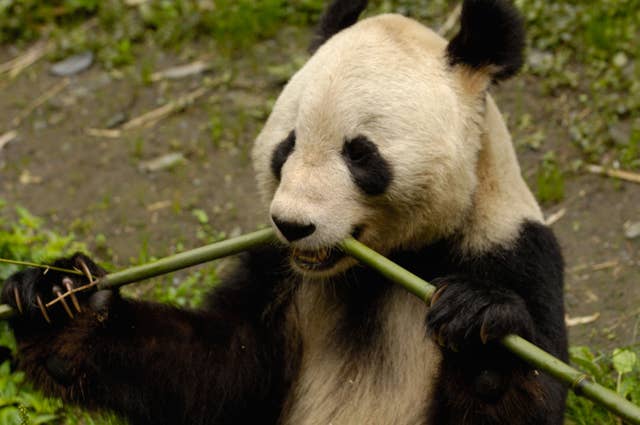 Panda twins born in China as species struggles for survival | Express ...